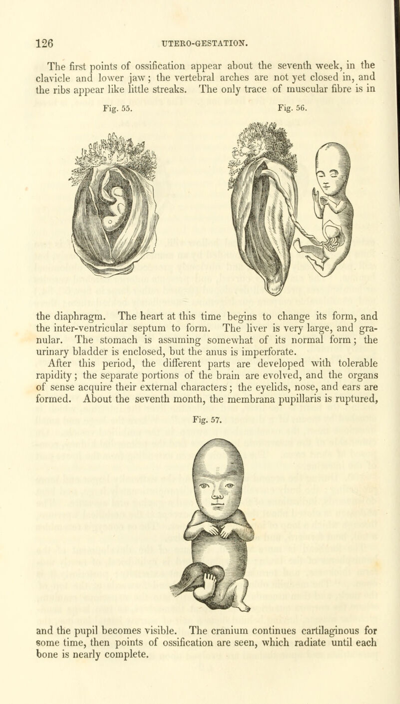 The first points of ossification appear about the seventh week, in the clavicle and lower jaw; the vertebral arches are not yet closed in, and the ribs appear like little streaks. The only trace of muscular fibre is in Fig. 55. Fig. 56. the diaphragm. The heart at this time begins to change its form, and the inter-ventricular septum to form. The liver is very large, and gra- nular. The stomach is assuming somewhat of its normal form; the urinary bladder is enclosed, but the anus is imperforate. After this period, the different parts are developed with tolerable rapidity; the separate portions of the brain are evolved, and the organs of sense acquire their external characters; the eyelids, nose, and ears are formed. About the seventh month, the membrana pupillaris is ruptured, Fig. 57. and the pupil becomes visible. The cranium continues cartilaginous for some time, then points of ossification are seen, which radiate until each bone is nearly complete.