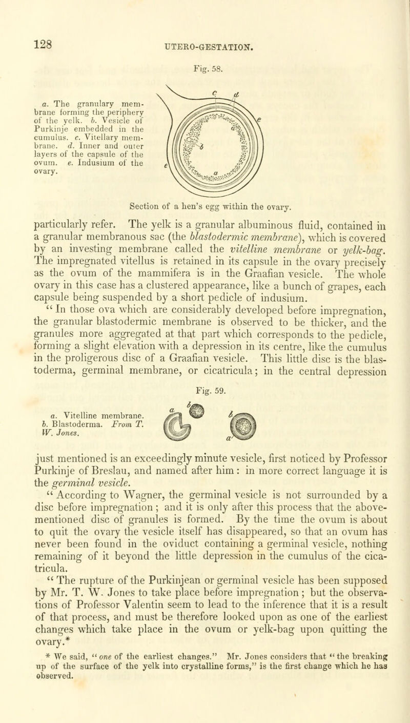 Fig. 58. a. The granulary mem- brane forming the periphery of the yelk. b. Vesicle of Purkinje embedded in the cumulus, c. Vitellary mem- brane, d. Inner and outer layers of the capsule of the ovum. e. Indusium of the ovary. Section of a hen's egg within the ovary. particularly refer. The yelk is a granular albuminous fluid, contained in a granular membranous sac (the blastodermic membrane), which is covered by an investing membrane called the vitelline membrane or yelk-bag. The impregnated vitellus is retained in its capsule in the ovary precisely as the ovum of the mammifera is in the Graafian vesicle. The whole ovary in this case has a clustered appearance, like a bunch of grapes, each capsule being suspended by a short pedicle of indusium.  In those ova which are considerably developed before impregnation, the granular blastodermic membrane is observed to be thicker, and the granules more aggregated at that part which corresponds to the pedicle, forming a slight elevation with a depression in its centre, like the cumulus in the proligerous disc of a Graafian vesicle. This little disc is the blas- toderma, germinal membrane, or cicatricula; in the central depression Fig. 59. a. Vitelline membrane. 6. Blastoderma. From T. W. Jones. just mentioned is an exceedingly minute vesicle, first noticed by Professor Purkinje of Breslau, and named after him: in more correct language it is the germinal vesicle.  According to Wagner, the germinal vesicle is not surrounded by a disc before impregnation; and it is only after this process that the above- mentioned disc of granules is formed. By the time the ovum is about to quit the ovary the vesicle itself has disappeared, so that an ovum has never been found in the oviduct containing a germinal vesicle, nothing remaining of it beyond the little depression in the cumulus of the cica- tricula. The rupture of the Purkinjean or germinal vesicle has been supposed by Mr. T. W. Jones to take place before impregnation; but the observa- tions of Professor Valentin seem to lead to the inference that it is a result of that process, and must be therefore looked upon as one of the earliest changes which take place in the ovum or yelk-bag upon quitting the ovary.* * We said,  one of the earliest changes. Mr. Jones considers that the breaking up of the surface of the yelk into crystalline forms, is the first change which he has observed.