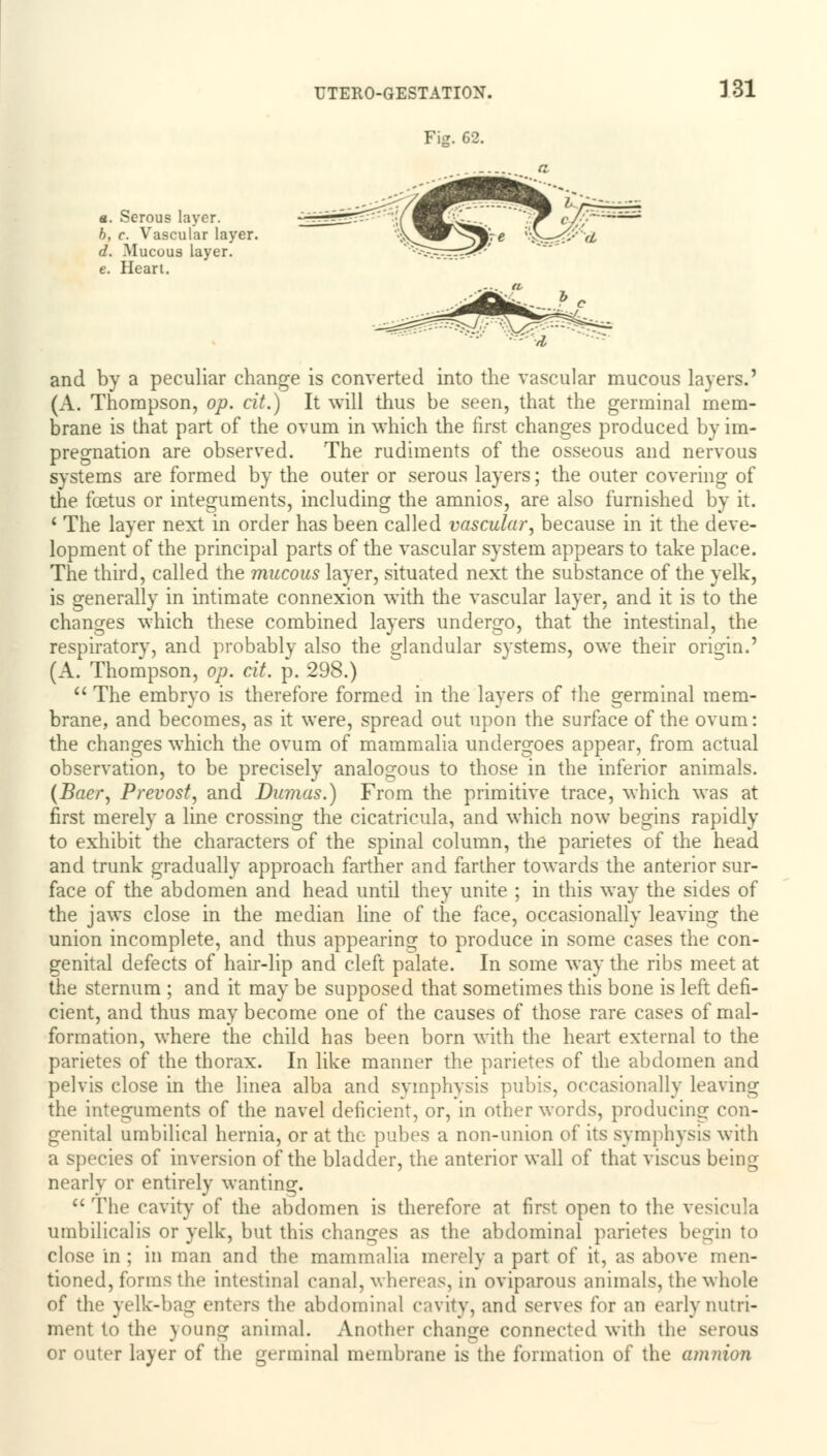 a. Serous layer. b, c. Vascular layer. d. Mucous layer. e. Heart. and by a peculiar change is converted into the vascular mucous layers.' (A. Thompson, op. cit.) It will thus be seen, that the germinal mem- brane is that part of the ovum in which the first changes produced by im- pregnation are observed. The rudiments of the osseous and nervous systems are formed by the outer or serous layers; the outer covering of the foetus or integuments, including the amnios, are also furnished by it. 1 The layer next in order has been called vascular, because in it the deve- lopment of the principal parts of the vascular system appears to take place. The third, called the mucous layer, situated next the substance of the yelk, is generally in intimate connexion with the vascular layer, and it is to the changes which these combined layers undergo, that the intestinal, the respiratory, and probably also the glandular systems, owe their origin.' (A. Thompson, op. cit. p. 298.)  The embryo is therefore formed in the layers of the germinal mem- brane, and becomes, as it were, spread out upon the surface of the ovum: the changes which the ovum of mammalia undergoes appear, from actual observation, to be precisely analogous to those in the inferior animals. (Baer, Prevost, and Dumas.) From the primitive trace, which was at first merely a line crossing the cicatricula, and which now begins rapidly to exhibit the characters of the spinal column, the parietes of the head and trunk gradually approach farther and farther towards the anterior sur- face of the abdomen and head until they unite ; in this way the sides of the jaws close in the median line of the face, occasionally leaving the union incomplete, and thus appearing to produce in some cases the con- genital defects of hair-lip and cleft palate. In some way the ribs meet at the sternum ; and it may be supposed that sometimes this bone is left defi- cient, and thus may become one of the causes of those rare cases of mal- formation, where the child has been born with the heart external to the parietes of the thorax. In like manner the parietes of the abdomen and pelvis close in the linea alba and symphysis pubis, occasionally leaving the integuments of the navel deficient, or, in other words, producing con- genital umbilical hernia, or at the pubes a non-union of its symphysis with a species of inversion of the bladder, the anterior wall of that viscus being nearly or entirely wanting.  The cavity of the abdomen is therefore at first open to the vesicula umbilicalis or yelk, but this changes as the abdominal parietes begin to close in ; in man and the mammalia merely a part of it, as above men- tioned, forms the intestinal canal, whereas, in oviparous animals, the whole of the yelk-bag enters the abdominal cavity, and serves for an early nutri- ment to the young animal. Another change connected with the serous or outer layer of the germinal membrane is the formation of the amnion