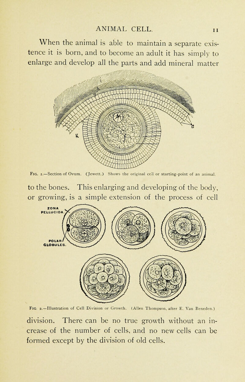 When the animal is able to maintain a separate exis- tence it is born, and to become an adult it has simply to enlarge and develop all the parts and add mineral matter Fig. i.—Section of Ovum. (Jewett.) Shows the original cell or starting-point of an animal. to the bones. This enlarging and developing of the body, or growing, is a simple extension of the process of cell ZONA PELLUCIDA POLAR GLOBULES Fig. 2.—Illustration of Cell Division or Growth. (Allen Thompson, after E. Van Beneden.) division. There can be no true growth without an in- crease of the number of cells, and no new cells can be formed except by the division of old cells.