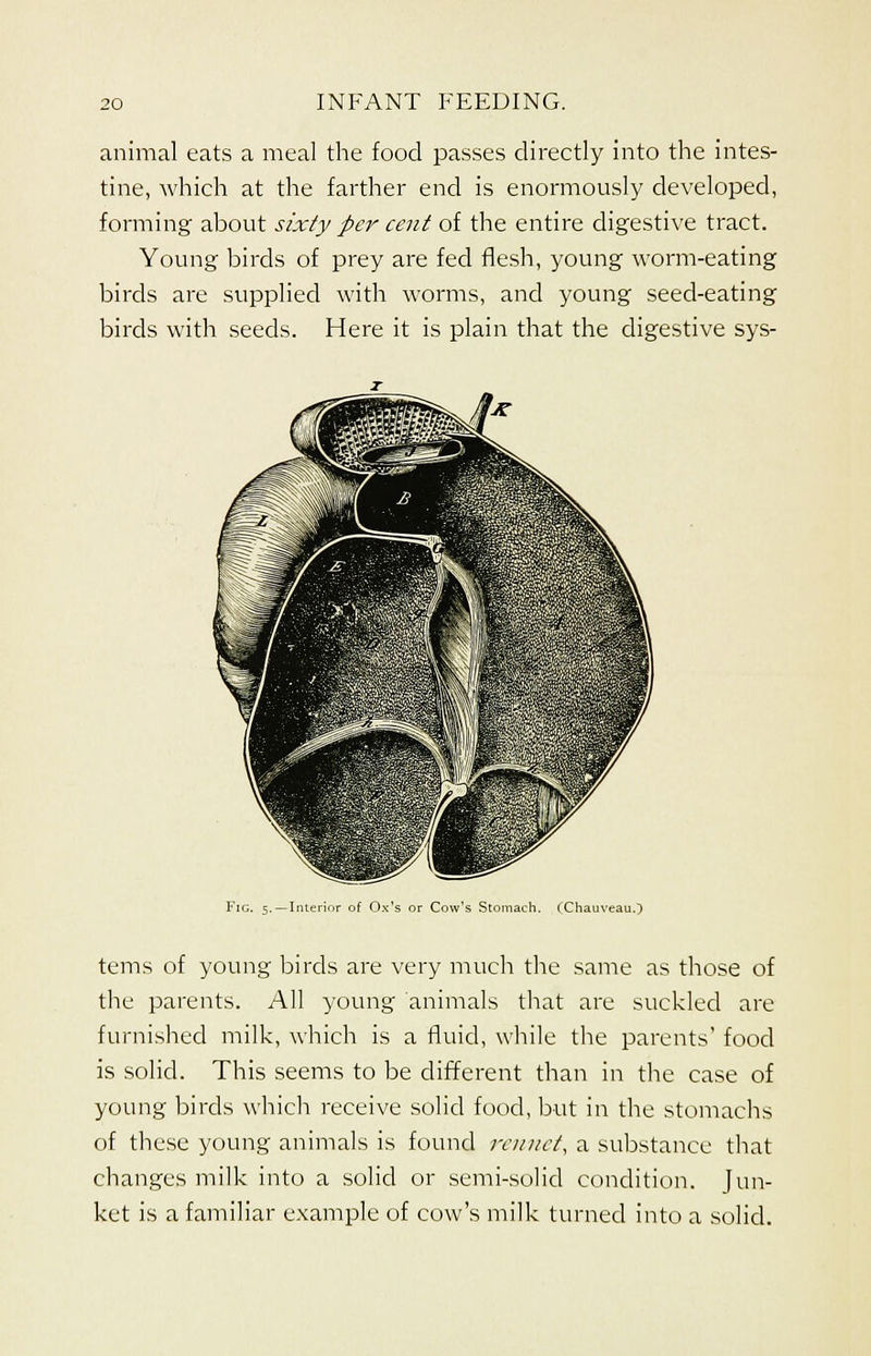 animal eats a meal the food passes directly into the intes- tine, which at the farther end is enormously developed, forming about sixty per cent of the entire digestive tract. Young birds of prey are fed flesh, young worm-eating birds are supplied with worms, and young seed-eating birds with seeds. Here it is plain that the digestive sys- Fig. 5.—Interior of Ox's or Cow's Stomach. (Chauveau.) terns of young birds are very much the same as those of the parents. All young animals that are suckled are furnished milk, which is a fluid, while the parents' food is solid. This seems to be different than in the case of young birds which receive solid food, but in the stomachs of these young animals is found rennet, a substance that changes milk into a solid or semi-solid condition. Jun- ket is a familiar example of cow's milk turned into a solid.