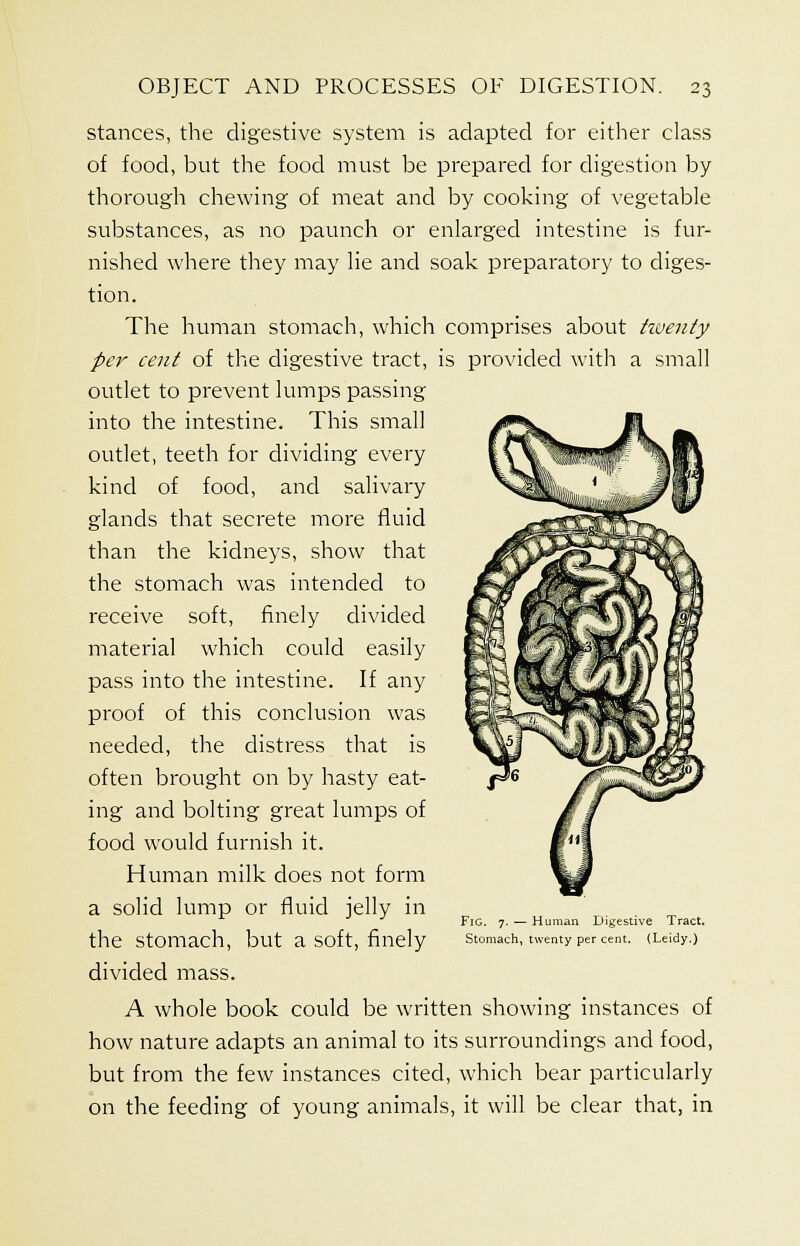 stances, the digestive system is adapted for either class of food, but the food must be prepared for digestion by thorough chewing of meat and by cooking of vegetable substances, as no paunch or enlarged intestine is fur- nished where they may lie and soak preparatory to diges- tion. The human stomach, which comprises about twenty per cent of the digestive tract, is provided with a small outlet to prevent lumps passing into the intestine. This small outlet, teeth for dividing every kind of food, and salivary glands that secrete more fluid than the kidneys, show that the stomach was intended to receive soft, finely divided material which could easily pass into the intestine. If any proof of this conclusion was needed, the distress that is often brought on by hasty eat- ing and bolting great lumps of food would furnish it. Human milk does not form a solid lump or fluid jelly in the stomach, but a soft, finely divided mass. A whole book could be written showing instances of how nature adapts an animal to its surroundings and food, but from the few instances cited, which bear particularly on the feeding of young animals, it will be clear that, in Fig. 7. — Human Digestive Tract. Stomach, twenty per cent. (Leidy.)