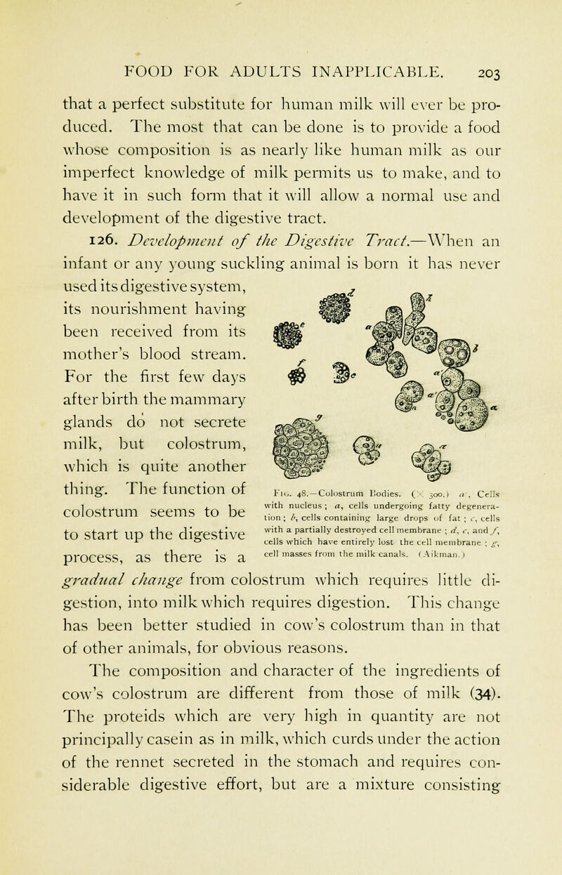that a perfect substitute for human milk will ever be pro- duced. The most that can be done is to provide a food whose composition is as nearly like human milk as our imperfect knowledge of milk permits us to make, and to have it in such form that it will allow a normal use and development of the digestive tract. 126. Development of the Digestive Tract.—When an infant or any young suckling animal is born it has never used its digestive system, its nourishment having been received from its mother's blood stream. For the first few days after birth the mammary glands do not secrete milk, but colostrum, which is quite another thing. The function of colostrum seems to be to start up the digestive process, as there is a gradual change from colostrum which requires little di- gestion, into milk which requires digestion. This change has been better studied in cow's colostrum than in that of other animals, for obvious reasons. The composition and character of the ingredients of cow's colostrum are different from those of milk (34). The proteids which are very high in quantity are not principally casein as in milk, which curds under the action of the rennet secreted in the stomach and requires con- siderable digestive effort, but are a mixture consisting Fie. 48.—Colostrum llodies. ('■' 300.) a\ Cells with nucleus; <i, cells undergoing fatty degenera- tion ; by cells containing large drops of fat ; cy cells with a partially destroyed cell membrane ; (/, c, andy, cells which have entirely lost the cell membrane ; ^, cell masses from the milk canals. (Aikman, )