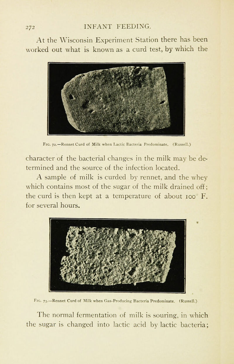 At the Wisconsin Experiment Station there has been worked out what is known as a curd test, by which the 1 ^^ipf H v ■ ^^L 423b5SBhhhI '■ *.-^<fc .^.^^^H Fig. 72.—Rennet Curd of Milk when Lactic Eacteria Predominate. (Russell.) character of the bacterial changes in the milk may be de- termined and the source of the infection located. A sample of milk is curded by rennet, and the whey which contains most of the sugar of the milk drained off; the curd is then kept at a temperature of about ioo F. for several hours. Fig. 73.—Rennet Curd of Milk when (Jas-Prnducinc Bacteria Predominate. (Russell.) The normal fermentation of milk is souring, in which the sugar is changed into lactic acid by lactic bacteria;