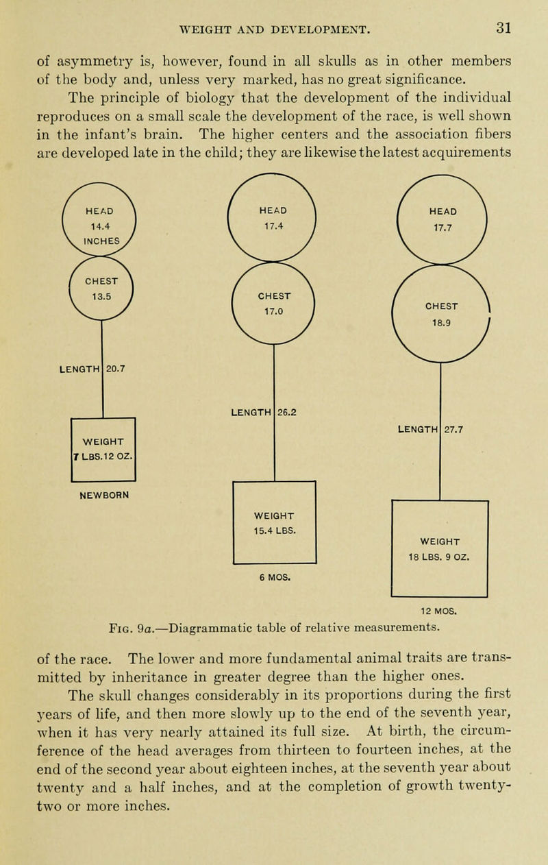 of asymmetry is, however, found in all skulls as in other members of the body and, unless very marked, has no great significance. The principle of biology that the development of the individual reproduces on a small scale the development of the race, is well shown in the infant's brain. The higher centers and the association fibers are developed late in the child; they are likewise the latest acquirements LENGTH 20.7 WEIGHT TLBS.12 0Z. LENGTH NEWBORN 26.2 LENGTH WEIGHT 15.4 LBS. 27.7 WEIGHT 18 LBS. 9 0Z. 12 MOS. Fig. 9a.—Diagrammatic table of relative measurements. of the race. The lower and more fundamental animal traits are trans- mitted by inheritance in greater degree than the higher ones. The skull changes considerably in its proportions during the first years of life, and then more slowly up to the end of the seventh year, when it has very nearly attained its full size. At birth, the circum- ference of the head averages from thirteen to fourteen inches, at the end of the second year about eighteen inches, at the seventh year about twenty and a half inches, and at the completion of growth twenty- two or more inches.