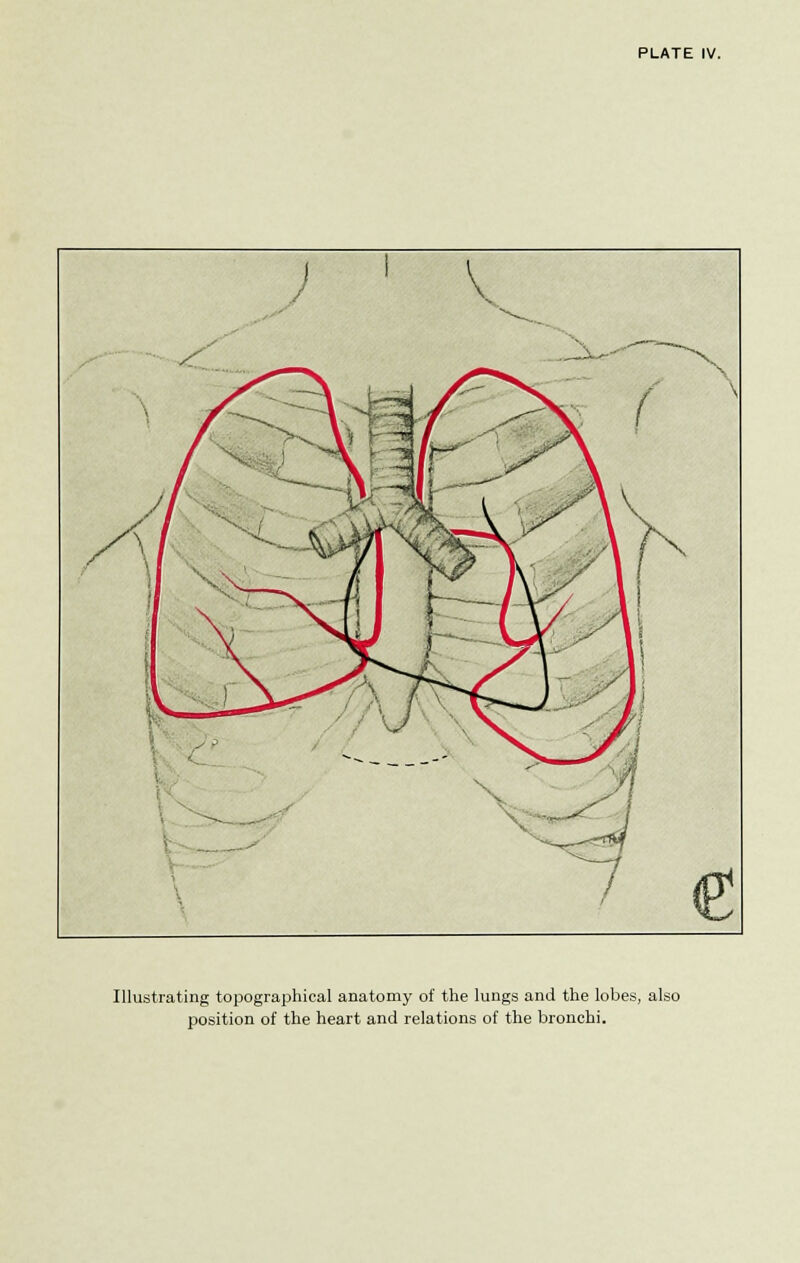 PLATE IV. Illustrating topographical anatomy of the lungs and the lobes, also position of the heart and relations of the bronchi.