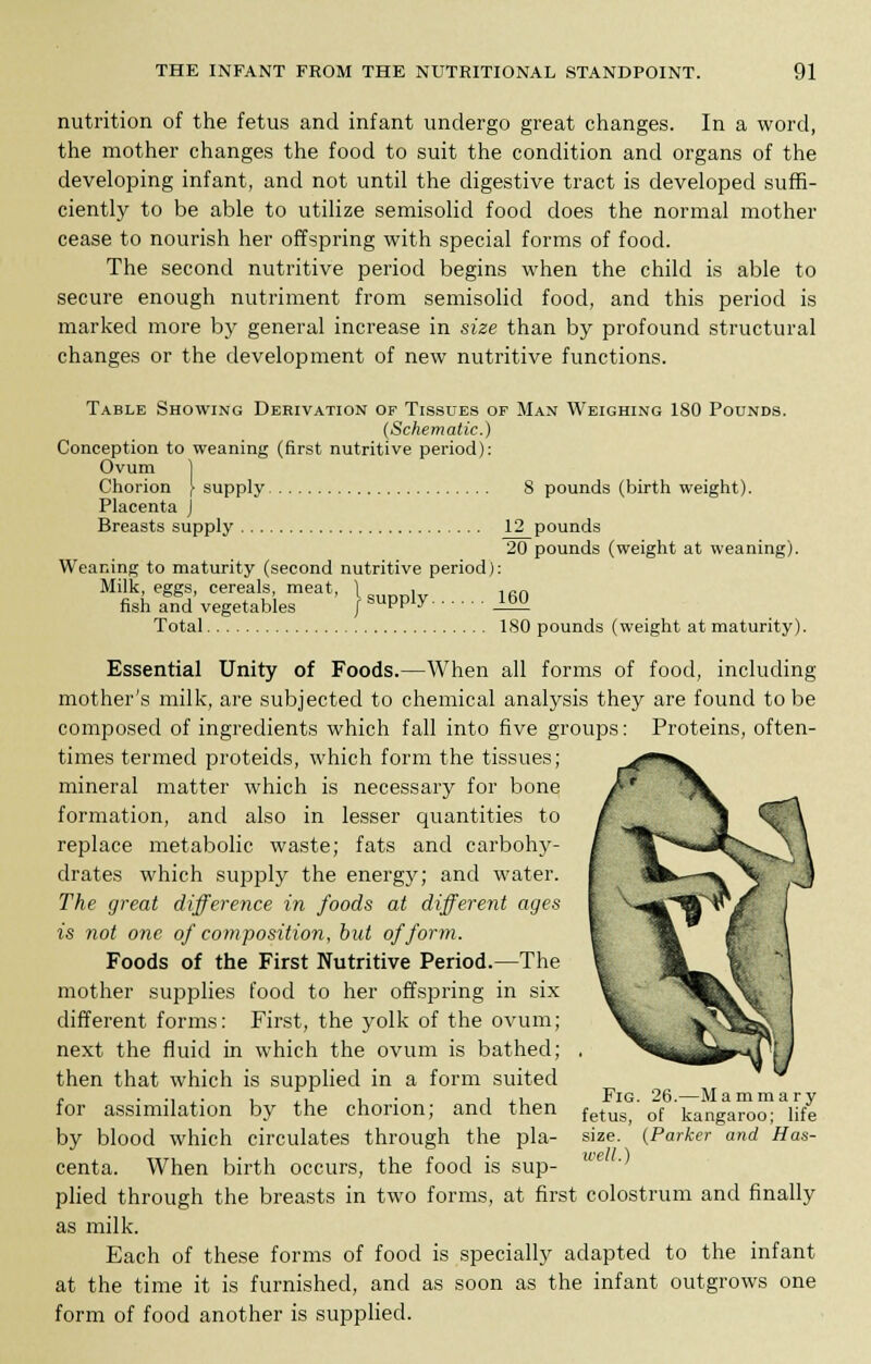 nutrition of the fetus and infant undergo great changes. In a word, the mother changes the food to suit the condition and organs of the developing infant, and not until the digestive tract is developed suffi- ciently to be able to utilize semisolid food does the normal mother cease to nourish her offspring with special forms of food. The second nutritive period begins when the child is able to secure enough nutriment from semisolid food, and this period is marked more by general increase in size than by profound structural changes or the development of new nutritive functions. 8 pounds (birth weight). Table Showing Derivation of Tissues of Man Weighing 180 Pounds. (Schematic.) Conception to weaning (first nutritive period): Ovum Chorion \ supply Placenta J Breasts supply 12 pounds 20 pounds (weight at weaning). Weaning to maturity (second nutritive period): Milk, eggs, cereals, meat, ) , , crv fish and vegetables } supply 160 Total 180 pounds (weight at maturity). Essential Unity of Foods.—When all forms of food, including mother's milk, are subjected to chemical analysis they are found to be composed of ingredients which fall into five groups: Proteins, often- times termed proteids, which form the tissues; mineral matter which is necessary for bone formation, and also in lesser quantities to replace metabolic waste; fats and carbohy- drates which supply the energy; and water. The great difference in foods at different ages is not one of composition, but of form. Foods of the First Nutritive Period.—The mother supplies food to her offspring in six different forms: First, the yolk of the ovum; next the fluid in which the ovum is bathed; then that which is supplied in a form suited for assimilation by the chorion; and then by blood which circulates through the pla- centa. When birth occurs, the food is sup- plied through the breasts in two forms, at first colostrum and finally as milk. Each of these forms of food is specially adapted to the infant at the time it is furnished, and as soon as the infant outgrows one form of food another is supplied. Fig. 26.—Mammary fetus, of kangaroo; life size. (Parker and Has- well.)