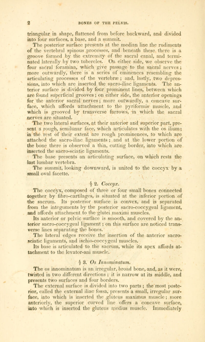 triangular in shape, flattened from before backward, and divided into tour surfaces, a base, and a summit. The posterior surface presents at the median line the rudiments of the vertebral spinous processes, and beneath these there is a groove formed by the extremity of (he sacral canal, and termi- nated laterally by two tubercles. On either side, we observe4 the four sacral foramina, which give passage to the sacral nerves ; more eutwardly. there is a series of eminences resembling the articulating processes of the vertebrae ; and. lastly, two depres- sions, into which are inserted the sacro-iliac ligaments. The an- terior surface is divided by four prominent lines, between which are found superficial grooves; on either side, the anterior openings for the anterior sacral nerves; more outwardly, a concave sur- face, which affords attachment to the piriformis muscle, and which is grooved by transverse furrows, in which the sacral nerves are situated. The two lateral surfaces, at their anterior and superior part, pre- sent a rough, semilunar face, which articulates with the os ilium; in the rest of their extent are rough prominences, to which are attached the sacro-iliac ligaments ; and at the lower portion of the bone there is observed a thin, cutting border, into which arc inserted the sacro-sciatic ligaments. The base presents an articulating surface, on which rests the last lumbar vertebra. The summit, looking downward, is united to the coccyx by a small oval facette. § 2. Coccyx. The coccyx, composed of three or four small bones connected together by iibro-cartilages, is situated at the interior portion of the sacrum. Its posterior surface is convex, and is separated from the integuments by the posterior saero-coccygeal ligament, and affords attachment to the glutei maximi muscles. Its anterior or pelvic surface is smooth, and covered by the an- terior saero-coccygeal ligament ; on this surface are noticed trans- verse lines separating th<' bones. The lateral edges receive the insertion of the anterior sacro- sciatic ligaments, and LScllKVCOCCygea] muscles. Its base is articulated to the sacrum, while its apex affords at- tachment to the levator-ani muscle. § 3. Os Innominatum, The os innominatum is an irregular, broad bone, and, as it were, twisted in two different directions : it is narrow at its middle, and presents two surfaces and four bordera. The external surface is divided into two parts ; the most poste- rior, called toe external Iliac fossa, presents a small. Irregular sur- face, into which is inserted the gluteus maximus muscle; more anteriorly, the superior curved line offers a concave Burface, into Which is inserted the gluteus médius muscle. Immediately