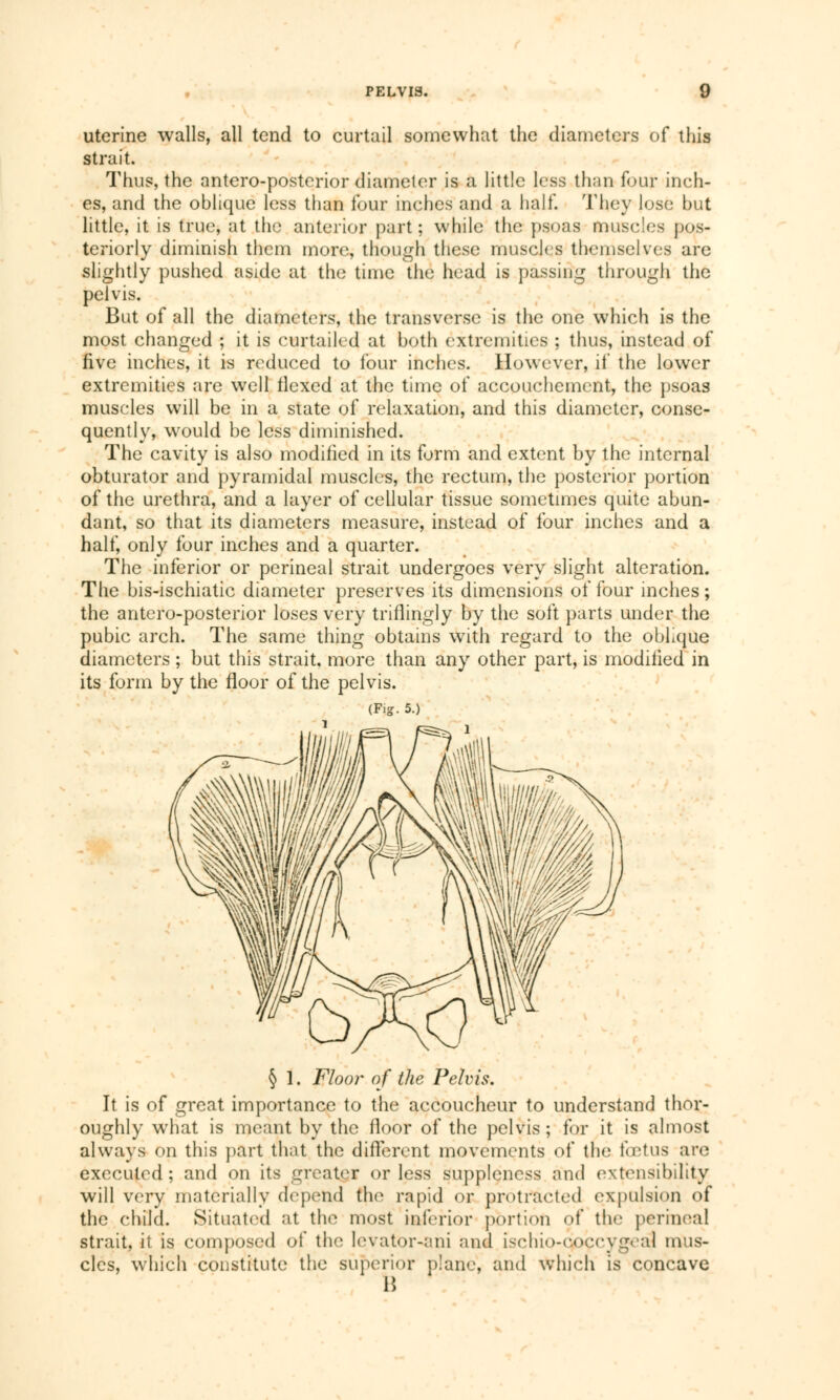 uterine walls, all tend to curtail somewhat the diameters of this strait. Thus, the antero-posterior diameter is a little less than four inch- es, and the oblique less than four inches and a half. They lose but little, it is true, at the anterior part; while the psoas muscles pos- teriorly diminish them more, though these muscles themselves are slightly pushed aside at the time the head is passing through the pelvis. But of all the diameters, the transverse is the one which is the most changed ; it is curtailed at both extremities ; thus, instead of five inches, it is reduced to four inches. However, if the lower extremities are well tlexed at the time of accouchement, the psoas muscles will be in a state of relaxation, and this diameter, conse- quently, would be less diminished. The cavity is also modified in its form and extent by the internal obturator and pyramidal muscles, the rectum, the posterior portion of the urethra, and a layer of cellular tissue sometimes quite abun- dant, so that its diameters measure, instead of four inches and a half, only four inches and a quarter. The inferior or perineal strait undergoes very slight alteration. The bis-ischiatic diameter preserves its dimensions of four inches ; the antero-posterior loses very triflingly by the soft parts under the pubic arch. The same thing obtains with regard to the oblique diameters ; but this strait, more than any other part, is modified in its form by the floor of the pelvis. (Fig. 5.) 1 § 1. Floor of the Pelvis. It is of great importance to the accoucheur to understand thor- oughly what is meant by the floor of the pelvis ; for it is almost always on this part that the different movements of the fœtus are executed ; and on its greater or less suppleness and extensibility will very materially depend the rapid or protracted expulsion of the child. Situated at the most inferior portion of the perinea] strait, it is composed of the levator-;mi and ischio-eoccygeal mus- cles, which constitute the superior plane, and which is concave