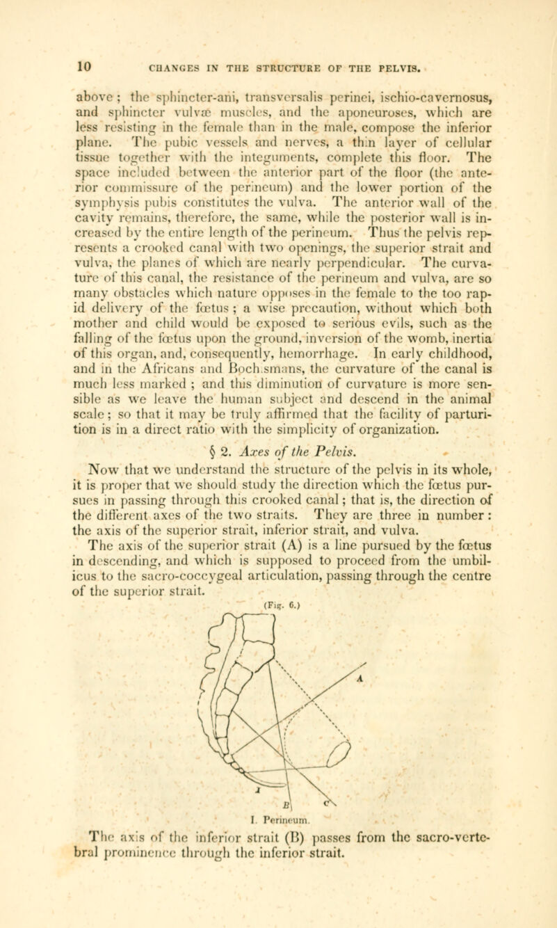 above : the sphincter-ani, transvorsalis perinoi. ischio-cavernosus, and s).hinder vulva' muscles, and the aponeuroses, which are less resisting in the female than in the male, compose the inferior plane. The pubic vessels and nerves, a thin layer of cellular tissue together with the integuments, complete this floor. The space included between the anterior part of the floor (the ante- rior commissure of the perineum) and the lower portion of the symphysis pubis constitutes the vulva. The anterior wall of the cavity remains, therefore, the same, while the posterior wall is in- creased by the entire length of the perineum. Thus the pelvis rep- resents a crooked canal with two openings, the superior strait and vulva, the planes of which are nearly perpendicular. The curva- ture of this canal, the resistance of the perineum and vulva, are so many obstacles which nature opposes in the female to the too rap- id delivery of the foetus; a wise precaution, without which both mother and child would be exposed to serious evils, such as the falling of the fœtus upon the ground, inversion of the womb, inertia of this organ, and, consequently, hemorrhage. In early childhood, and in the Africans and Boch.smans, the curvature of the canal is much less marked ; and this diminution of curvature is more sen- sible as we leave the human subject and descend in the animal scale; so that it may be truly affirmed that the facility of parturi- tion is in a direct ratio writh the simplicity of organization. § 2. Axes of the Pelvis. Now that we understand the structure of the pelvis in its whole, it is proper that we should study the direction which the fœtus pur- sues in passing through this crooked canal ; that is, the direction of the diflerent axes of the two straits. They are three in number : the axis of the superior strait, inferior strait, and vulva. The axis of the superior strait (A) is a line pursued by the fœtus in descending, and which is supposed to proceed from the umbil- icus to the sacro-coccygeal articulation, passing through the centre of the superior strait. (Fiç. C.) The axis of the inferior strait (1>) passes from the sacro-vertc- bral prominence through the inferior strait.