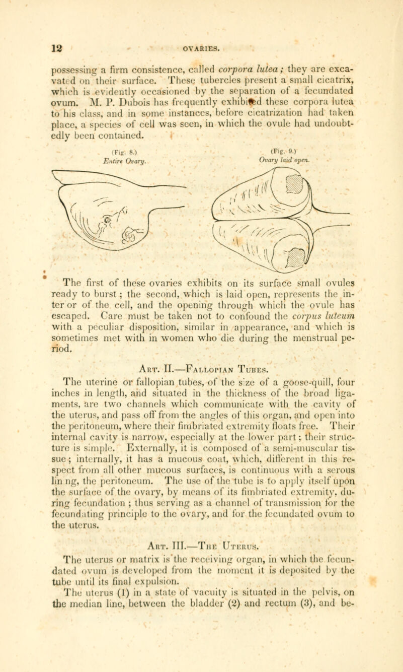 possessing a firm consistence, called corpora lutea ; they are exca- vat (1 en their surface. These tuhercles present a small cicatrix, which is evidently occasioned by the separation of a fecundated ovum. M. P. Dubois has frequently exhibifcd these corpora lutea to his class, and in some instances, before cicatrization had taken place, a species of cell was seen, in which the ovule had undoubt- edly been contained. Vigi 8.) Entire Ovary. (Fig. 9.) Ovary laid open. The first of these ovaries exhibits on its surface small ovules ready to burst ; the second, which is laid open, represents the in- ter or of the cell, and the opening through which the ovule has escaped. Care must be taken not to confound the corpus lutcum with a peculiar disposition, similar in appearance, and which is sometimes met with in women who die during the menstrual pe- riod. Art. II.—Fallopian Tubes. The uterine or fallopian tubes, of the size of a goosc-cpiill, four inches in length, and situated in the thickness of the broad liga- ments, are two channels which communicate with the cavity of the uterus, and pass oil* from the angles of this organ, and open into the peritoneum, where their fimbriated extremity floats free. Their internal cavity is narrow, especially at the lower part : their struc- ture is simple. Externally, it is composed of a semi-muscular tis- sue ; internally, it has a mucous coat, which, different in this re- spect from all other mucous surfaces, is continuous with a serous Im iiLr. the peritoneum. The use of the tube is to apply itself upon thr surface of.the ovary, by means of its fimbriated extremity, du- ring fecundation ; thus serving as a channel of transmission loi- the fecundating principle to the ovary, and lor the fecundated ovum to the uterus. Art. III.—Tnr. l'nus. The uterus or matrix is the receiving organ, in which the fecun- dated ovum is developed from the moment it is deposited by the tube? until its final expulsion. The uterus (1) in a state of vacuity is situated in the pelvis, on the median line, between the bladder (2) and rectum (.'{), and be-