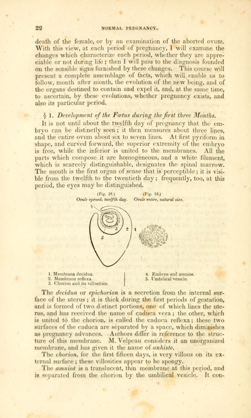 death of the female, or by an examination of the aborted ovum. With this view, at each period of pregnancy, 1 will examine the changes which characterize each period, wh< ther they are appre- ciable or not doting life: then I will pass to the diagnosis founded on the sensible signs furnished by these changes. This course will present a eomplete assemblage of facts, whieh will (liable us to follow, month after month, the evolution of the new being, and of the organs destined to contain and expel it, and, at the same time, to ascertain, by these evolutions, whether pregnancy exists, and also its particular period. § 1. Development of the Fœtus during the first three Months. It is not until about the twelfth day of pregnancy that the em- bryo can be distinctly seen ; it then measures about three lines, and the entire ovum about six to seven lines. At first pyriforan in shape, and curved forward, the superior extremity of the embryo is free, while the inferior is united to the membranes. All the parts which compose it are homogeneous, and a white filament, which is scarcely distinguishable, designates the spinal marrow. The mouth is the first organ of sense that is perceptible ; it is visi- ble from the twelfth to the twentieth day; frequently, too, at this period, the eyes may be distinguished. (Pig. 18.) (F.g. 19.) Ovule opened, twelfth day. Ovule entire, natural size. mm! 4. Embryo and amnios. 5. Umbilical vesicle. 1. Memhrana decidut. 2, Membrana reflexa. •i. Chorion and Us villosities. The decidua or epichorion is a secretion from the internal sur- face of the uterus; it is thick during the first periods of gestation, and is formed of two distinct portions, ope of which lines the ute- rus, and has received the name of eaduea vera ; the other, whieh is united to the chorion, is called tin* eaduea rellexa ; these two surfaces of the eaduea are separated by a space, which diminishes as pregnancy advances. Authors differ in reference to the struc- ture of this membrane. M. Yelprau considers it an unorganized membrane, and has given it the name of anhistc. The (horion, for the first fifteen days, is very villous on its ex- ternal surface ; these villosities appear to be spongy. The amnios is a translucent, thin membrane at this period, and is separated from the chorion by the umbilical vesicle, it con-