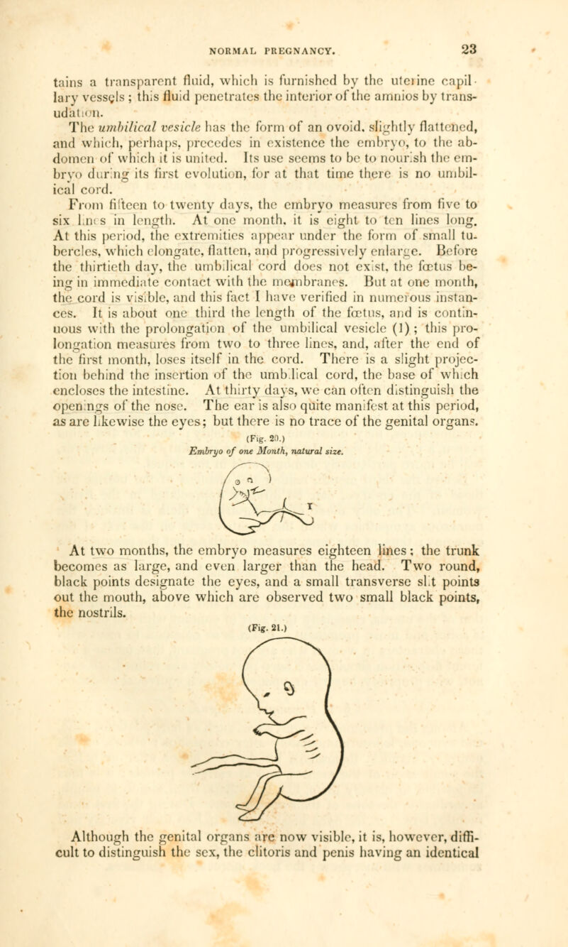 tains a transparent fluid, which is furnished by the uteiine capil lai y vessels ; this fluid penetrates the interior of the amnios by trans- udation. The umbilical vesicle has the form of an ovoid, slightly flattened, and which, perhaps, precedes in existence the embryo, to the ab- domen of which it is united. Its use seems to be to nourish the em- bryo during its first evolution, for at that time there is no umbil- ical cord. From fifteen to twenty days, the embryo measures from five to six In; s in length. At one month, it is eight to ten lines long. At this period, the extremities appear under the form of small tu- bercles, which elongate, flatten, and progressively enlarge. Before the thirtieth day, the umbilical cord does not exist, the fœtus be- ing in immediate contact with the mcfnbranes. But at one month, the cord is visible, and this fact I have verified in numerous instan- ces. It is about one third the length of the foetus, and is contin- uous with the prolongation of the umbilical vesicle (1) ; this pro- longation measures from two to three lines, and, after the end of the first month, loses itself in the cord. There is a slight projec- tion behind the insertion of the umbilical cord, the base of which encloses the intestine. At thirty days, we can often distinguish the openings of the nose. The ear is also quite manifest at this period, as are likewise the eyes; but there is no trace of the genital organs. (Fig. 20.) Embryo of one Month, natural size. T At two months, the embryo measures eighteen lines ; the trunk becomes as large, and even larger than the head. Two round, black points designate the eyes, and a small transverse slit points out the mouth, above which are observed two small black points, the nostrils. (Fig. 21.) Although the genital organs are now visible, it is, however, diffi- cult to distinguish the sex, the clitoris and penis having an identical