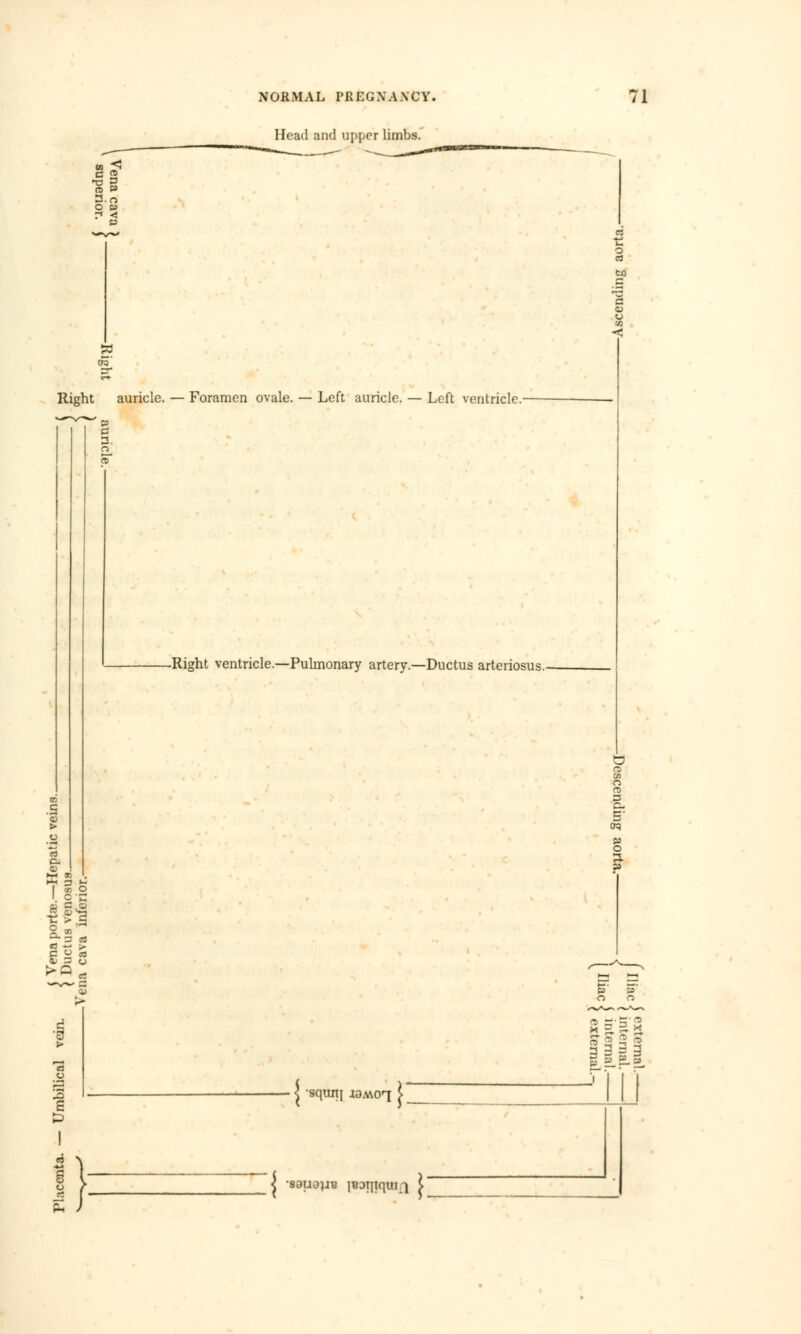 Head and upper limbs. re P 2. re o P Right auricle. — Foramen ovale. — Left auricle. — Left ventricle.- -Right ventricle.—Pulmonary artery.—Ductus arteriosus. pi K<n . D »- III II* S o S m: squni -is-^oq re S S 3 Bill •sauajiB iBDiitquii