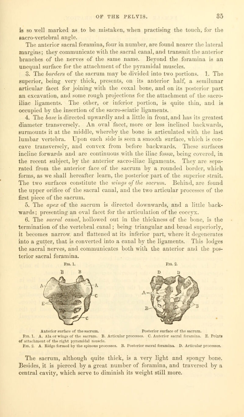is so well marked as to be mistaken, when practising the touch, for the Bacro-vertebral angle. The anterior sacral foramina, four in number, are found nearer the lateral margins; they communicate with the sacral canal, and transmit the anterior brandies of the nerves of the same name. Beyond the foramina is an unequal surface for the attachment of the pyramidal muscles. 3. The borders of the sacrum may be divided into two portions. 1. The superior, being very thick, presents, on its anterior half, a semilunar articular facet for joining with the coxal bone, and on its posterior part an excavation, and some rough projections for the attachment of the sacro- iliac ligaments. The other, or inferior portion, is quite thin, and is occupied by the insertion of the sacro-sciatic ligaments. 4. The base is directed upwardly and a little in front, and has its greatest diameter transversely. An oval facet, more or less inclined backwards, surmounts it at the middle, whereby the bone is articulated with the last lumbar vertebra. Upon each side is seen a smooth surface, which is con- cave transversely, and convex from before backwards. These surfaces incline forwards and are continuous with the iliac fossse, being covered, in the recent subject, by the anterior sacro-iliac ligaments. They are sepa- rated from the anterior face of the sacrum by a rounded border, which forms, as we shall hereafter learn, the posterior part of the superior .-trait. The two surfaces constitute the icings of the sacrum. Behind, are found the upper orifice of the sacral canal, and the two articular processes of the first piece of the sacrum. 5. The apex of the sacrum is directed downwards, and a little back- awards; presenting an oval facet for the articulation of the coccyx. 6. The sacral canal, hollowed out in the thickness of the bone, is the termination of the vertebral canal; being triangular and broad superiorly, it becomes narrows and flattened at its inferior part, where it degenerates into a gutter, that is converted into a canal by the ligaments. This lodges the sacral nerves, and communicates both with the anterior and the pos- terior sacral foramina. Fig. 1. Fig. 2. B B Anterior surface of the sacrum. Posterior surface of the sacrum. Fig. 1. A. Ala or wings of the sacrum. B. Articular processes. C Anterior sacral foramina. E. Points of attachment of the right pyramidal muscle. Fig. 2. A. Ridge formed hy the spinous processes. B. Posterior sacral foramina. D. Articular processes. The sacrum, although quite thick, is a very light and spongy bone. Besides, it is pierced by a great number of foramina, and traversed by a central cavity, which serve to diminish its weight still more.