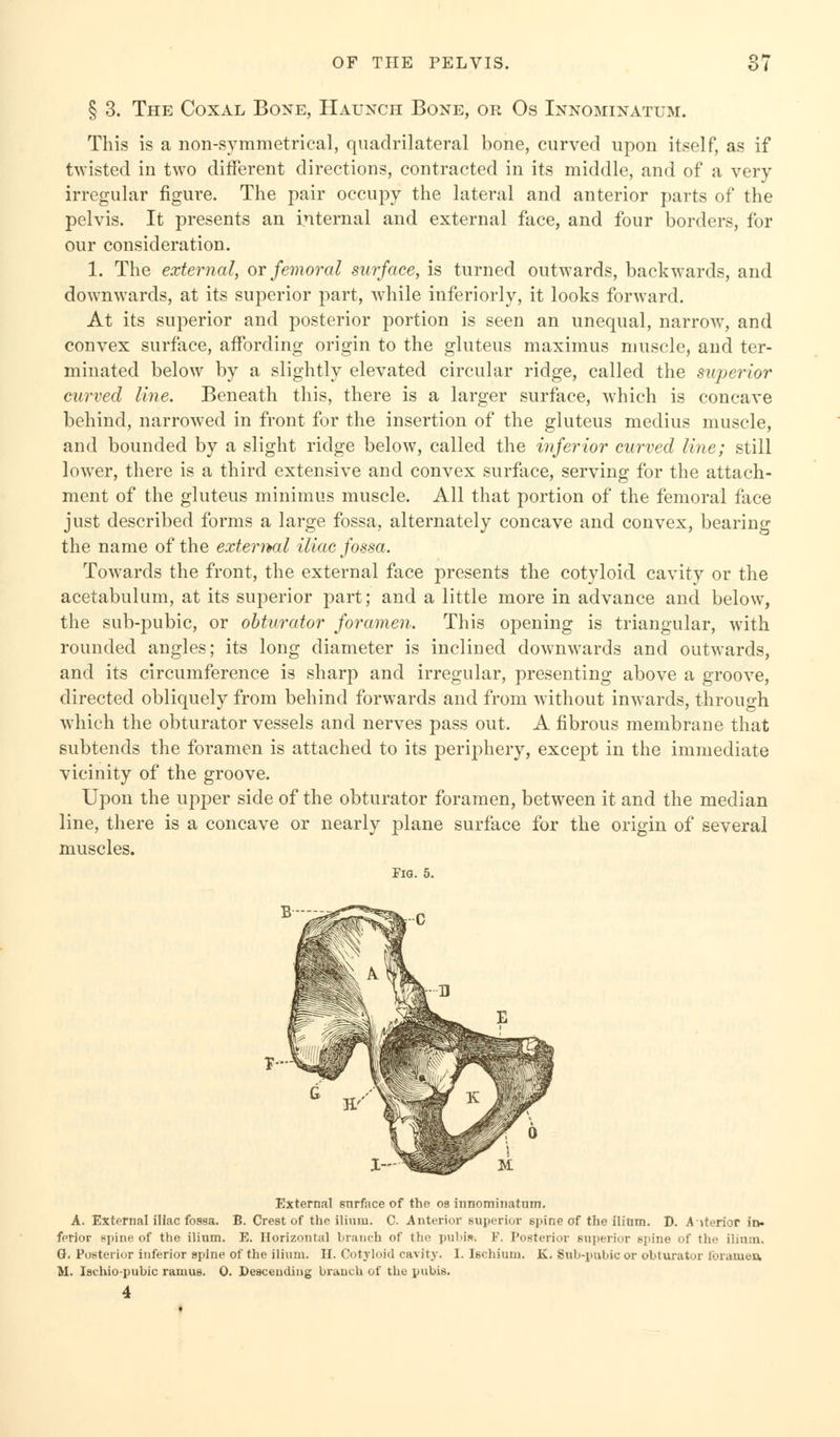 § 3. The Coxal Bone, Haunch Bone, or Os Innominatum. This is a non-symmetrical, quadrilateral bone, curved upon itself, as if twisted in two different directions, contracted in its middle, and of a very- irregular figure. The pair occupy the lateral and anterior parts of the pelvis. It presents an internal and external face, and four borders, for our consideration. 1. The external, or femoral surface, is turned outwards, backwards, and downwards, at its superior part, while inferiorly, it looks forward. At its superior and posterior portion is seen an unequal, narrow, and convex surface, affording origin to the gluteus maximus muscle, and ter- minated below by a slightly elevated circular ridge, called the superior curved line. Beneath this, there is a larger surface, which is concave behind, narrowed in front for the insertion of the gluteus medius muscle, and bounded by a slight ridge below, called the inferior curved line; still lower, there is a third extensive and convex surface, serving for the attach- ment of the gluteus minimus muscle. All that portion of the femoral face just described forms a large fossa, alternately concave and convex, bearing the name of the external iliac fossa. Towards the front, the external face presents the cotyloid cavity or the acetabulum, at its superior part; and a little more in advance and below, the sub-pubic, or obturator foramen. This opening is triangular, with rounded angles; its long diameter is inclined downwards and outwards, and its circumference is sharp and irregular, presenting above a groove, directed obliquely from behind forwards and from without inwards, through which the obturator vessels and nerves pass out. A fibrous membrane that subtends the foramen is attached to its periphery, except in the immediate vicinity of the groove. Upon the upper side of the obturator foramen, between it and the median line, there is a concave or nearly plane surface for the origin of several muscles. Fig. 5. External surface of the os innominatum. A. External iliac fossa. B. Crest of the ilium. C. Anterior superior spine of the ilium. D. Anterior in. ferior spine of the ilium. E. Horizontal branch of the pubis. F. Posterior superior spine of the ilium. G, Posterior inferior spine of the ilium. II. Cotyloid cavity. I. Ischium. K. Sub-pubic or obturator foramen M. Ischio-pubic ramus. 0. Descending branch of the pubis. 4