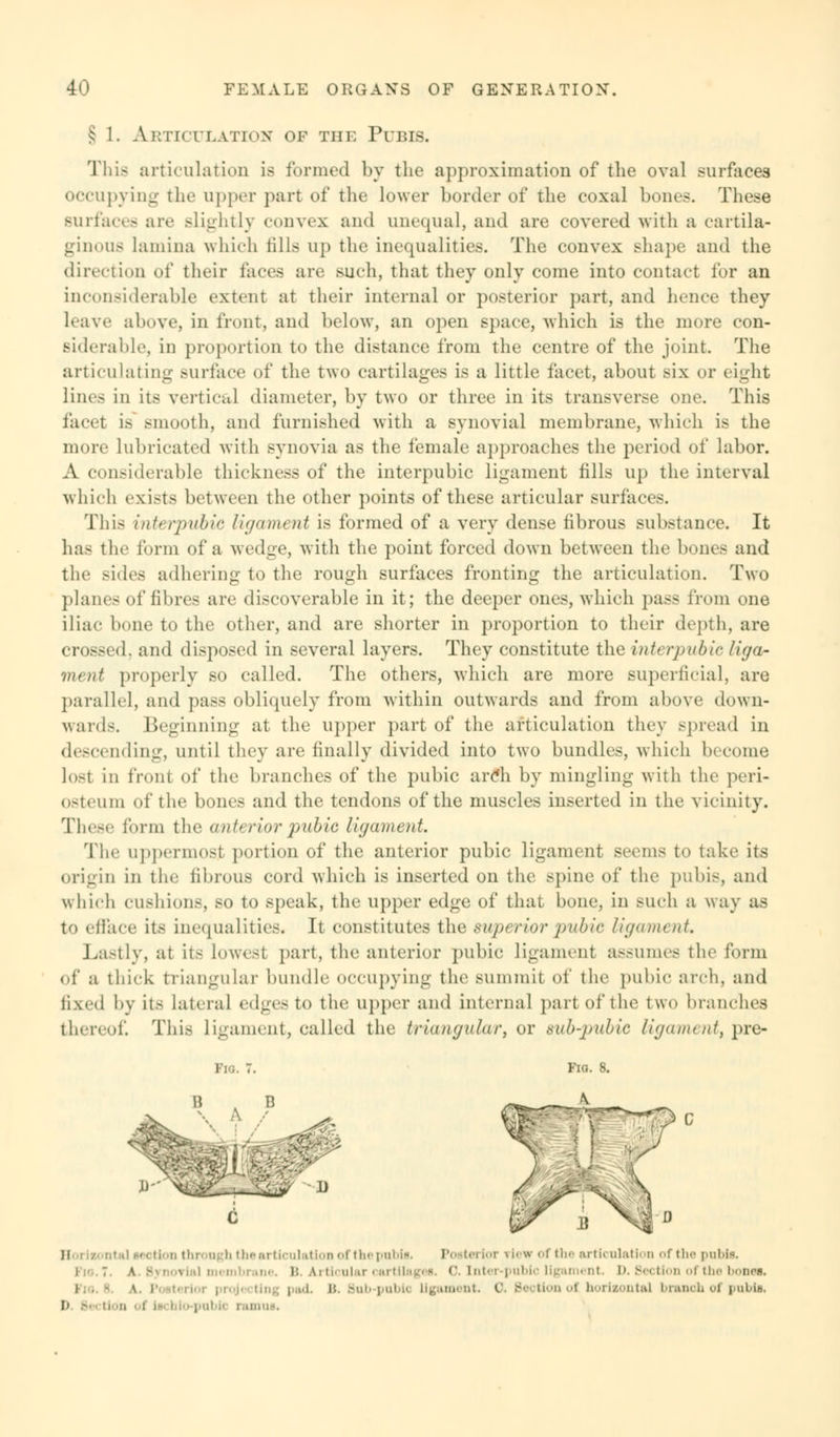 § 1. Abticulation of the Pubis. This articulation is formed by the approximation of the oval surfaces occupying the upper part of the lower border of the coxal bones. These surfaces are slightly convex and unequal, and are covered with a cartila- ginous lamina which fills up the inequalities. The convex shape and the direction of their laces arc such, that they only come into contact for an inconsiderable extent at their internal or posterior part, and hence they leave above, in front, and below, an open space, which is the more con- siderable, in proportion to the distance from the centre of the joint. The articulating surface of the two cartilages is a little facet, about six or eight lines in its vertical diameter, by two or three in its transverse one. This facet is smooth, and furnished with a synovial membrane, which is the more lubricated with synovia as the female approaches the period of labor. A considerable thickness of the interpubic ligament fills up the interval which exists between the other points of these articular surfaces. This interpubic ligament is formed of a very dense fibrous substance. It ha- the form of a wedge, with the point forced down between the bones and the .-ides adhering to the rough surfaces fronting the articulation. Two planes of fibres are discoverable in it; the deeper ones, which pass from one iliac bone to the other, and are shorter in proportion to their depth, are crossed, and disposed in several layers. They constitute the interpubic li<ja- rm nt properly so called. The others, which are more superficial, are parallel, and pass obliquely from within outwards and from above down- wards. Beginning at the upper part of the articulation they spread in descending, until they are finally divided into two bundles, which become losl iii front of the branches of the pubic arch by mingling with the peri- osteum of the bono and the tendons of the muscles inserted in the vicinity. These form the anterior pubic ligament. The uppermost portion of the anterior pubic ligament seems to take its origin in the fibrous cord which is inserted on the spine of the pubis, and which cushions, so to speak, the upper edge of that bone, in such a way as to efface its inequalities. It constitutes the superior pubic ligament. Lastly, at its lowest part, the anterior pubic ligament assumes the form of a thick triangular bundle occupying the summit of the pubic arch, and fixed by its lateral edges to the upper and internal part of the two branches thereof. This ligament, called the triangular, or sub-pubic ligament, pre- Fio. 8. 0 B M ection through the articulation ofthepubif. Posterior ?iew of the arti< illation of the pubis. i : • membrane. B Articular cartilages. 0. Inter-pubic ligament D. Section of the bone*. i ad. B. mil pubi( ligament. 0. Bection <>t horlsontal branch of pubis. P | .i [< ramus,