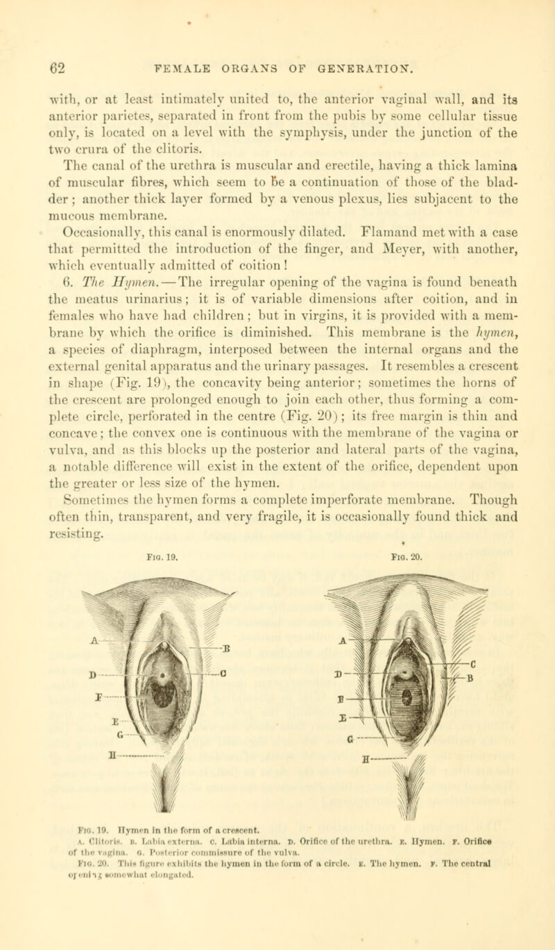 with, or at least intimately united to, the anterior vaginal wall, and its anterior parietes, separated in front from the pubis by some cellular tissue only, is located on a level with the symphysis, under the junction of the two crura of the clitoris. The canal of the urethra is muscular and erectile, having a thick lamina of muscular fibres, which seem to be a continuation of those of the blad- der ; another thick layer formed by a venous plexus, lies subjacent to the mucous membrane. Occasionally, this canal is enormously dilated. Flamand met with a case that permitted the introduction of the finger, and Meyer, with another, which eventually admitted of coition! 6. The Hymen. — The irregular opening of the vagina is found beneath the meatus urinarius; it is of variable dimensions after coition, and in females who have had children ; but in virgins, it is provided with a mem- brane by which the orifice is diminished. This membrane is the hymen, a species of diaphragm, interposed between the internal organs and the external genital apparatus and the urinary passages. It resembles a crescent in shape (Fig. 19), the concavity being anterior; sometimes the horns of the crescent are prolonged enough to join each other, thus forming a com- plete circle, perforated in the centre (Fig. 20); its free margin is thin and concave ; the convex one is continuous with the membrane of the vagina or vulva, and as this blocks up the posterior and lateral pails of the vagina, a notable difference will exist in the extent of the orifice, dependent upon the greater <>r less size of the hymeu. Sometimes the hymen forms a complete imperforate membrane. Though often thin, transparent, and very fragile, it is occasionally found thick and resisting. Fia. 19. Fig. 20. i'i'.. 10, u \ m< d in the form of ■ oresoent • Olitorh i Labia externa, o. Labia interna. x>. Orifice of the urethra, k. Hymen, f. Orifice of the ragii i a Poeterlorc tniMore of the vulva. lis fl 'Mr. exhibit! the hymen In the form <>f a circle, y.. The hymen, r. The contra] «.j eninj eomewhal elongated.