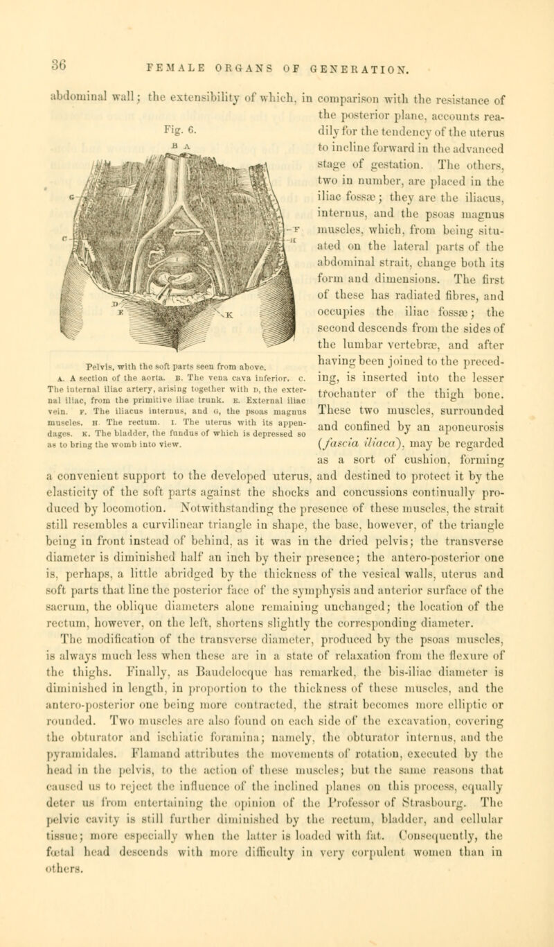 Fiir. 6. abdominal wall; the extensibility of which, in comparison with the resistance of the posterior plane, accounts rea- dily tor the tendency of the uterus to incline forward in the advanced Btage of gestation. The others, two in Dumber, are placed in the iliac foSSSe\ they arc the iliacu-;. interims, and the psoas magnus muscles, which, from being situ- ated on the lateral parts of the abdominal strait, change both its form and dimensions. The first of these lias radiated fibres, and occupies the iliac fosses; the second descends from the sides of the lumbar vertebrae, and after Pelvis, with the soft parts seen from above. J1*™? b,'('n J0me^ U) tll(' P^eed- a. A section of the aorta. B. The vena cava inferior, c. ing, is inserted into the lesser ^^^^!'^<7t(«^^^^l«2v> trochanter of the thigh bone. nal lilac, from the primitive iliac trunk. B. External iliac fe vein. v. The iliacus interuus, and <;, the psoas magnus TllCSC tWO lllUScleS, SUlTOUndcd ., „ Th, rectum i. The „„r„s with its aPPen- and confined by all a]1MlK>urosis k. The bladder, the fuudus of which is depressed so J l u to bring the womb into view. (fascia i/iaca). may be regarded as a sort of cushion, forming a convenient support to the developed uterus, and destined to protect it by the elasticity of the soft parts against the shocks and concussions continually pro- duced by locomotion. Notwithstanding the presence of these muscles, the strait still resembles a curvilinear triangle in shape, the base, however, of the triangle being in front instead of behind, as it was in the dried pelvis; the transverse diameter is diminished half an inch by their presence) the anteroposterior one is. perhaps, a little abridged by the thickness of the vesical walls, uterus and soft parts that line the posterior face of the symphysis and anterior surface of the sacrum, the oblique diameters alone remaining unchanged) the location of the rectum, however, on the left, shortens slightly the1 corresponding diameter. The modification of the transverse diameter, produced by the psoas muscles. is always much less when these are in a state of relaxation from the flexure of the thighs. Finally, as Baudelocque has remarked, the bis-iliac diameter is diminished in length, in proportion to the thickness of these muscles, and the antero-posterior one being more contracted, the strait becomes more elliptic or rounded. Two muscle.'- are also found on each side of the excavation, covering the obturator and ischiatic foramina; namely, the obturator interims, and the pyramidalcs. blamand attributes the iim»\ cments of rotation, executed by the head in the pelvis, to the action of these muscles; but the same reasons that cau8< d as to reject the influence of the inclined ['lanes on this process, equally ii- from entertaining the opinion of the Professor of Strasbourg. The pef.ic, ca\ii\ is still further diminished by the rectum, bladder, and cellular tissue) more especially when the hit ter is loaded with fat. Consequently, the foetal head descends with more difficulty in very corpulent women than in others.
