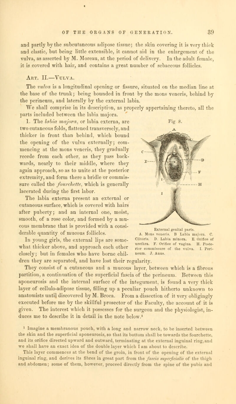 Fig 8. and partly by the subcutaneous adipose tissue; the skin covering it is very thick and elastic, but being little extensible, it cannot aid in the enlargement of the vulva, as asserted by M. Moreau, at the period of delivery. In the adult female, it is covered with hair, and contains a great number of sebaceous follicles. Art. II.—Vulva. The vulva is a longitudinal opening or fissure, situated on the median line at the base of the trunk; being bounded in front by the mons veneris, behind by the perineum, and laterally by the external labia. We shall comprise in its description, as properly appertaining thereto, all the parts included between the labia majora. 1. The labia majora. or labia externa, are two cutaneous folds, flattened transversely, and thicker in front than behind, which bound the opening of the vulva externally; com- mencing at the mons veneris, they gradually recede from each other, as they pass back- wards, nearly to their middle, where they again approach, so as to unite at the posterior extremity, and form there a bridle or commis- sure called the fourchette. which is generally lacerated during the first labor. The labia externa present an external or cutaneous surface, which is covered with hairs after puberty; and an internal one, moist, smooth, of a rose color, and formed by a mu- cous membrane that is provided with a consi- derable quantity of mucous follicles. In young girls, the external lips are some- what thicker above, and approach each other closely; but in females who have borne chil- dren they are separated, and have lost their regularity. They consist of a cutaneous and a mucous layer, between which is a fibrous partition, a continuation of the superficial fascia of the perineum. Between this aponeurosis and the internal surface of the integument, is found a very thick layer of cellulo-adipose tissue, filling up a peculiar pouch hitherto unknown to anatomists until discovered by M. Broca. From a dissection of it very obligingly executed before me by the skillful prosector of the Faculty, the account of it is given. The interest which it possesses for the surgeon and the physiologist, in- duces me to describe it in detail in the note below.1 External genital parts. A. Mons veneris. B Labia majora. C. Clitoris. D. Labia minora. E. Orifice of urethra. F. Orifice of vagina H. Poste- rior commissure of the vulva. I. Peri- neum. J. Anus. 1 Imagine a membranous pouch, with a long and narrow neck, to be inserted between the skin and the superficial aponeurosis, so that its bottom shall be towards the fourchette, and its orifice directed upward and outward, terminating at the external inguinal ring, and we shall have an exact idea of the double layer which I am about to describe. This layer commences at the bend of the groin, in front of the opening of the external inguinal ring, and derives its fibres in great part from the fascia superficialis of the thigh and abdomen; some of them, however, proceed directly from the spine of the pubis and