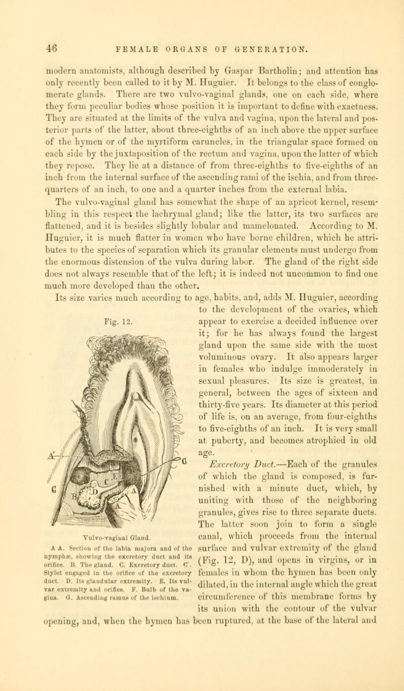 modern anatomists, although described by Gaspar Bartholin; and attention has only recently been railed to it by M. Buguier. It belongs to the class of conglo- merate glands. There are two vulvo-vaginal glands, one on each side, where they form peculiar bodies whose position it is important to define with exactness* They are -ituated at the limits of the vulva and vagina, upon the lateral and pos- terior parts of the latter, about three-eighths of an inch above the upper surface of the hymen or of the myrtiform caruncles, in the triangular space formed on each side by the juxtaposition of the rectum and vagina, upon the latter of whieh they repose. They lie at a distance of from three-eighths to live-eighths of an inch from the internal surface of the ascending rami of the isehia. and from three- quarters of an inch, to one and a quarter inches from the external labia. The vulvo-vaginal gland has somewhat the shape of an apricot kernel, resem- bling in this respect the lachrymal gland; like the latter, its two surfaces are flattened, and it is besides slightly lobular and niamelouated. According to M. Huguier, it is much natter in women who have borne children, whieh he attri- butes to the species of separation whieh its granular elements must undergo from the enormous distension of the vulva during labor. The gland of the right side dot's not always resemble that of the left; it is indeed not uncommon to find one much more developed than the other. Its size varies much according to age. habits, and, adds 31. Huguier, according to the development of the ovaries, whieh Fig. 12. appear to exercise a decided influence over it; for he has always found the largest gland upon the same side with the most voluminous ovary. It also appears larger in females who indulge immoderately in sexual pleasures. Its size is greatest, in general, betweeu the ages of sixteen and thirty-live years. Its diameter at this period of life is. on an average, from four-eighths to five-eighths of an inch. It is very small at puberty, and becomes atrophied in old age. Excretory Duct.—Each of the granules of which the gland is composed, is fur- nished with a minute duct, which, by uniting with those of the neighboring granules, gives rise to three separate ducts. The latter soon join to form a single canal, which proceeds from the internal A A. Section of the Labia majom and of the surface and vulvar extremity of the gland nymph, .howlng the excretory duel; and If ,;j , , px . • virgins, or in orifloe B. The gland. <:. Excretory duet. C. v © * * n i o ? females in whom the hymen has been only dilated, in the internal angle which the great circumference of this membrane forms by its union with the contour of tin; vulvar opening, and. wlim the hymen has been ruptured, at the base of the lateral and Vulvovaginal Gland. ■ Dgaged in the orifloe of ti scretoiy duct i) [tcglandular extremity. B. m vui- ■ ■mity and i Lfloe. 9 Bulb of the ra- gina. 0. ascending ramus of the ischium.