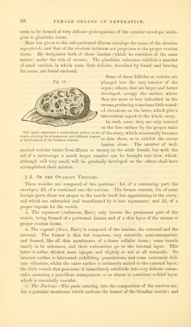 »;s i to In- formed of very delicate prolongations of the exterior envelope, analo- gous to glandular tissue. Baer has given to the sub-peritoneal fibrous envelope the name of the stratum superficiaie, and that of the stratum intimum seuproprium to the proper ovarian tissue. He designates both of these laminae (which he considers of the same nature) under the title of stroma. The glandular substance exhibits a number of small cavities, in which some little follicles, described by Graaf, and bearing his name, are found enclosed. Some of these follicles or vesicles arc plunged into the very interior of the organ; others, that are larger and better developed, occupy the Burface, where they are more or less imbedded in the Btroma,producing sometimes little round- ed elevations on the latter, which give 8 tuberculous aspect to the whole ovary. In Mich cases, they are only covered on the free surface by the proper tunic Fig. 19. This figure represents a longitudinal section of the 0f the ovarv. which occasionallv becomes ovary, Bhowing the arrangement and different degrees , . , i m • i of development of the Graafian vesicles. BO thin there, as to exhibit the serous lamina alone. The number of well- marked vesicles varies from fifteen to twenty in the adult female, but with the aid of a microscope a much larger Dumber can be brought into view, which. although still very small, will be gradually developed as the others shall have mplished their mission. ^ '2. Of the Ovarian Vesicles. These vesicles are composed of two portions: 1st. of a containing part, the envelapt ; 2d, of a contained one. the nucleus. The former consists. 1st. of some foreign parts, those not proper to the vesicle itself,but appertaining to the ovary, and which arc subtended and transformed by it into teguments; and 2d. of a proper capsule for the vesicle. .\. The tegument (indusium, Baer) only invests the prominent part of the le, being formed of a peritonea] lamina and of a thin layer of the stroma or proper ovarian tissue. i;. The capsule (theca^ Baer) is composed of two laminae, the external and the internal. The former is thin but tenacious, very retractile. Bemi-transparent, and formed, like all thin membranes, of a dense cellular tissue; some vessels ramify in its substance, and their extremities go to the internal layer. This hitter i- softer, thicker, more opaque, and slightly <>r not at all retractile. 11> interna] surface is lubricated, exhibiting granulations, and some extremely deli- cate \ illosities, \\ hilst the outer surface i.- intimately united to the external layer; the little vessels thai penetrate it immediately subdivide into \ery delicate ramu>- CuleS, assuming a pencilloUS arrangement, BO as almost to constitute a third layer. which ie essentially vascular. o. Tli> Nucleus.—The parts entering into the composition of the nucleus are, 1-t. a granular membrane which encloses the humor of the Graafian vesicle; and