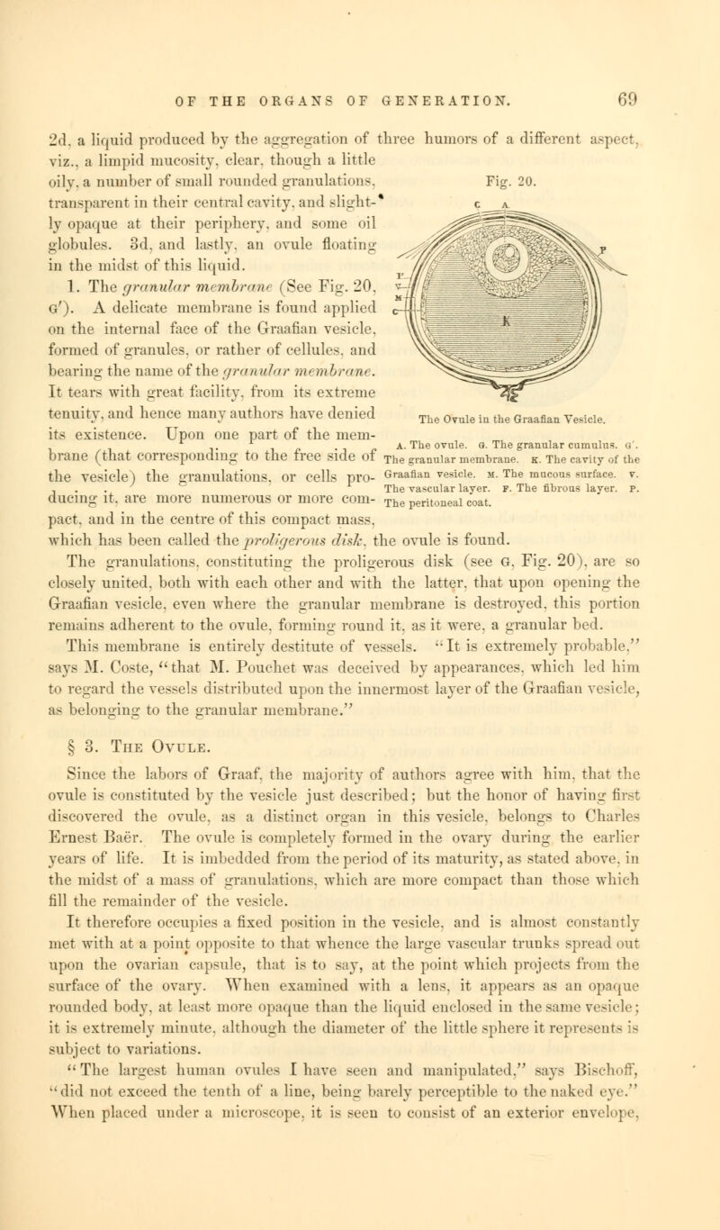 humors of a different aspect, Fig. 20. The Ovule in the Graafian Vesicle. 2d. a liquid produced by the aggregation of th viz., a limpid mucosity, clear, though a little oily, a number of small rounded granulations, transparent in their central cavity, and slight-* ly opaque at their periphery, and some oil globules. 3d, and lastly, an ovule floating in the midst of this liquid. 1. The granular membrane (See Fig. 20, g'). A delicate membrane is found applied on the internal face of the Graafian vesicle, formed of granules, or rather of cellules, and bearing the name of the granular membrane. It tears with great facility, from its extreme tenuity, and hence many authors have denied its existence. Upon one part of the mem- . , „ A. The ovule. G. The granular cumulus, g'. brane (that Corresponding tO the free Side of The granular membrane, k. The cavity of the the Vesicle) the granulations. Or Cells pro- Graafian vesicle. M. The mucous surface, v. , The vascular layer. F. The fibrous layer, p. ducing it. are more numerous or more com- The perit0neai coat. pact, and in the centre of this compact mass. which has been called theproHgeroms disk, the ovule is found. The granulations, constituting the proligerous disk (see G. Fig. 20). are so closely united, both with each other and with the latter, that upon opening the Graafian vesicle, even where the granular membrane is destroyed, this portion remains adherent to the ovule, forming round it, as it were, a granular bed. This membrane is entirely destitute of vessels. ';It is extremely probable/' says M. Coste, that M. Pouchet was deceived by appearances, which led him to regard the vessels distributed upon the innermost layer of the Graafian vesicle, as belonging to the granular membrane. § 3. The Ovule. Since the labors of Graaf. the majority of authors agree with him. that the ovule is constituted by the vesicle just described; but the honor of having first discovered the ovule, as a distinct organ in this vesicle, belongs to Charles Ernest Baer. The ovule is completely formed in the ovary during the earlier years of life. It is imbedded from the period of its maturity, as stated above, in the midst of a mass of granulations, which are more compact than those which fill the remainder of the vesicle. It therefore occupies a fixed position in the vesicle, and is almost constantly met with at a point opposite to that whence the large vascular trunks spread out upon the ovarian capsule, that is to say, at the point which projects from the surface of the ovary. When examined with a lens, it appears as an opaque rounded body, at least more opaque than the liquid enclosed in the same vesicle; it is extremely minute, although the diameter of the little sphere it represents is subject to variations.  The largest human ovules I have seen and manipulated, say- Bischoff, did not exceed the tenth of a line, being barely perceptible to the naked eye. When placed under a microscope, it is seen to consist of an exterior envelope.