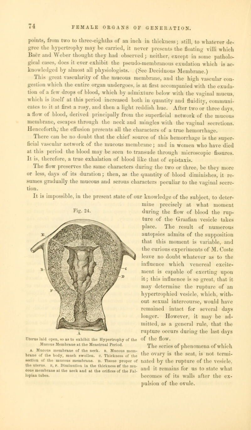 F BM ALB ORGANS OF G E N E B A T I 0 N. points, from two U) three-6ighthfi of an inch in thickness; still, to whatever de- ihc hypertrophy may be carried, it never presents the floating villi which Baerand Weber thought they had observed; neither, except in some patholo- gical oases, does it ever exhibit the pseudo-membranous exudation which is ac- knowledged by almost all physiologists. (See Deciduous Membrane.) This great vascularity of the mucous membrane, and the high vascular con- a ion which the entire organ undergoes, is at first accompanied with the exuda- tion of a few drops of blood, which by admixture helow with the vaginal mucus, which is itself at this period increased both in quantity and fluidity, communi- cates to it at first a rosy, and then a light reddish hue. After two or three days. a flow of blood, derived principally from the superficial network of the mucous membrane, escapes through the neck and mingles with the vaginal secretions. Henceforth; the effusion presents all the characters of a true hemorrhage. There can be uo doubt that the chief source of this hemorrhage is the super- ficial vascular network of the mucous membrane; and in women who have died at this period the blood may be seen to transude through microscopic fissures. It i>. therefore, a true exhalation of blood like that of epistaxis. The flow preserve- the same characters during the two or three, be they more or less, days of its duration; then, as the quantity of blood diminishes', it re- sumes gradually the mucous and serous characters peculiar to the vaginal secre- tion. It is impossible, in the present state of our knowledge of the subject, to deter- mine precisely at what moment during the flow of blood the rup- ture of the Graafian vesicle takes place. The result of numerous autopsies admits of the supposition that this moment is variable, and the curious experiments of M. Coste leave no doubt whatever as to the influence which venereal excite- ment is capable of exerting upon it; this influence is so great, that it may determine the rupture of an hypertrophied vesicle, which, with- out sexual intercourse, would have remained intact for several days longer. However, it may be ad- mitted, as a general rule, that the rupture occurs during the last days of the flow. The series of phenomena of which the ovary is the seat, is not termi- Fij?. 24. Pterin laid open, w aa to exhibit tin' Hypertrophy of the Mueoua Membrane at t)> Kenstmal Period. a. Kooona membrane of the neck. b. Unoom mem- • the body, mneb rwoUen. o. Thickness of the -i the mneona membrane. ■». Tleene proper of nated by the rupture of the vesicle. thenterm z,w. Diminution in the thiokneuof the mn- i -A • <• i ooue membrane at the neck and at the orifloee of the Pal- :,ml l1 n'1:,ms »r OS to state what lop** i becomes of its walls after the ex- pulsion Of the OVUle