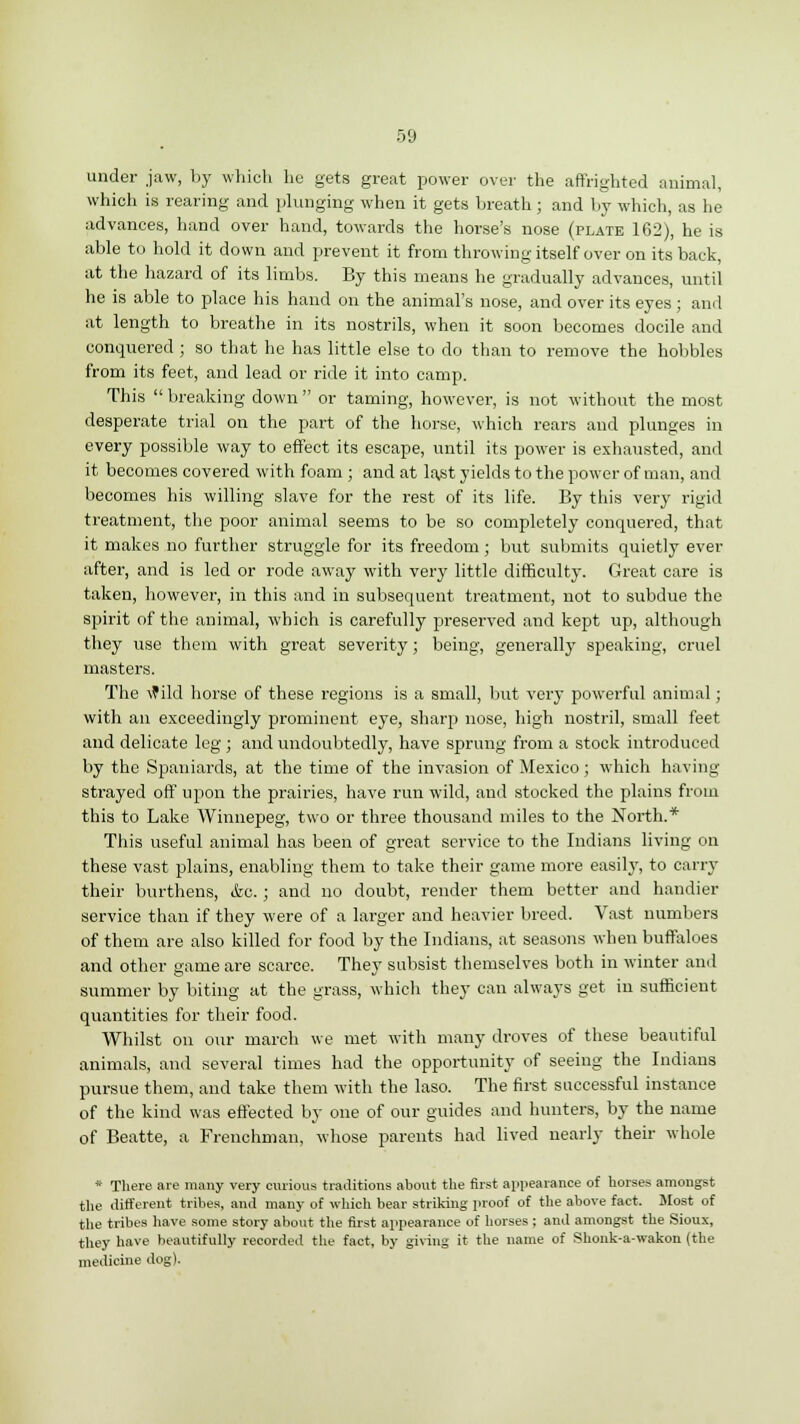 under jaw, by which he gets great power over the affrighted animal, which is rearing and plunging when it gets breath ; and by which, as he advances, hand over hand, towards the horse's nose (plate 162), he is able to hold it down and prevent it from throwing itself over on its back, at the hazard of its limbs. By this means he gradually advances, until he is able to place his hand on the animal's nose, and over its eyes; and at length to breathe in its nostrils, when it soon becomes docile and conquered ; so that he has little else to do than to remove the hobbles from its feet, and lead or ride it into camp. This  breaking down  or taming, however, is not without the most desperate trial on the part of the horse, which rears and plunges in every possible way to effect its escape, until its power is exhausted, and it becomes covered with foam ; and at lajst yields to the power of man, and becomes his willing slave for the rest of its life. By this very rigid treatment, the poor animal seems to be so completely conquered, that it makes no further struggle for its freedom; but submits quietly ever after, and is led or rode away with very little difficulty. Great care is taken, however, in this and in subsequent treatment, not to subdue the spirit of the animal, which is carefully preserved and kept up, although they use them with great severity; being, generally speaking, cruel masters. The wild horse of these regions is a small, but very powerful animal; with an exceedingly prominent eye, sharp nose, high nostril, small feet and delicate leg ; and undoubtedly, have sprung from a stock introduced by the Spaniards, at the time of the invasion of Mexico; which having strayed off upon the prairies, have run wild, and stocked the plains from this to Lake Winnepeg, two or three thousand miles to the North.* This useful animal has been of great service to the Indians living on these vast plains, enabling them to take their game more easily, to carry their burthens, &c. ; and no doubt, render them better and handier service than if they were of a larger and heavier breed. Vast numbers of them are also killed for food by the Indians, at seasons when buffaloes and other game are scarce. They subsist themselves both in winter and summer by biting at the grass, which they can always get in sufficient quantities for their food. Whilst on our march we met with many droves of these beautiful animals, and several times had the opportunity of seeing the Indians pursue them, and take them with the laso. The first successful instance of the kind was effected by one of our guides and hunters, by the name of Beatte, a Frenchman, whose parents had lived nearly their whole * There are many very curious traditions about the first appearance of horses amongst the different tribes, and many of which bear striking proof of the above fact. Most of the tribes have some story about the first appearance of horses; and amongst the Sioux, they have beautifully recorded the fact, by giving it the name of Shonk-a-wakon (the medicine dog).