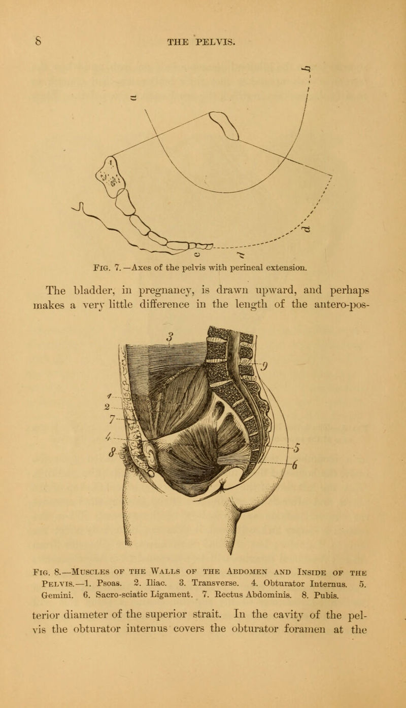 Fig. 7. —Axes of the x>elvis with perineal extension. The bladder, in pregnancy, is drawn upward, and perhaps makes a very little difference in the length of the antero-pos- FIG 8.—Muscles of the Walls of the Abdomen and Inside of thk Pelvis.—1. Psoas. 2. Iliac. 3. Transverse. 4. Obturator Internus. 5. Gemini. 6. Sacro-sciatic Ligament. 7. Pectus Abdominis. 8. Pubis. terior diameter of the superior strait. In the cavity of the pel- vis the obturator interims covers the obturator foramen at the