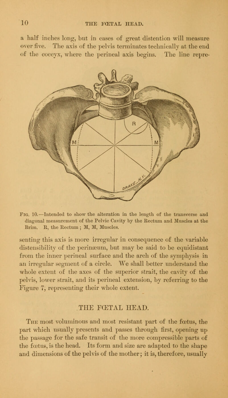 a half inches long, but in cases of great distention will measure over five. The axis of the pelvis terminates technically at the end of the coccyx, where the perineal axis begins. The line repre- Fig. 10.—Intended to show the alteration in the length of the transverse and diagonal measurement of the Pelvic Cavity by the Rectum and Muscles at the Brim. R, the Rectum ; M, M, Muscles. senting this axis is more irregular in consequence of the variable distensibility of the perinseum, but may be said to be equidistant from the inner perineal surface and the arch of the symphysis in an irregular segment of a circle. We shall better understand the whole extent of the axes of the superior strait, the cavity of the pelvis, lower strait, and its perineal extension, by referring to the Figure 7, representing their whole extent. THE FCETAL HEAD. The most voluminous and most resistant part of the foetus, the part which usually presents and passes through first, opening up the passage for the safe transit of the more compressible parts of the foetus, is the head. Its form and size are adapted to the shape and dimensions of the pelvis of the mother; it is, therefore, usually