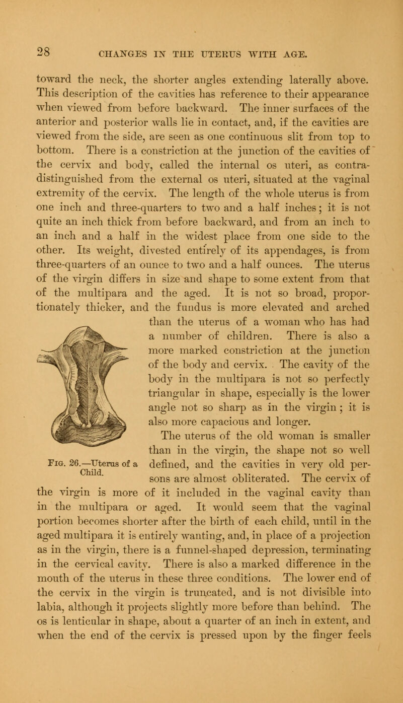 toward the neck, the shorter angles extending laterally above. This description of the cavities has reference to their appearance when viewed from before backward. The inner surfaces of the anterior and posterior walls lie in contact, and, if the cavities are viewed from the side, are seen as one continuous slit from top to bottom. There is a constriction at the junction of the cavities of the cervix and body, called the internal os uteri, as contra- distinguished from the external os uteri, situated at the vaginal extremity of the cervix. The length, of the whole uterus is from one inch and three-quarters to two and a half inches; it is not quite an inch thick from before backward, and from an inch to an inch and a half in the widest place from one side to the other. Its weight, divested entirely of its appendages, is from three-quarters of an ounce to two and a half ounces. The uterus of the virgin differs in size and shape to some extent from that of the multipara and the aged. It is not so broad, propor- tionately thicker, and the fundus is more elevated and arched than the uterus of a woman who has had a number of children. There is also a more marked constriction at the junction ~*^; \'V;5 of the body and cervix. The cavity of the ^^MfcT^ body in the multipara is not so perfectly j ;\ triangular in shape, especially is the lower angle not so sharp as in the virgin ; it is also more capacious and longer. The uterus of the old woman is smaller than in the virgin, the shape not so well defined, and the cavities in very old per- sons are almost obliterated. The cervix of of it included in the vaginal cavity than in the multipara or aged. It would seem that the vaginal portion becomes shorter after the birth of each child, until in the aged multipara it is entirely wanting, and, in place of a projection as in the virgin, there is a funnel-shaped depression, terminating in the cervical cavity. There is also a marked difference in the mouth of the uterus in these three conditions. The lower end of the cervix in the virgin is truncated, and is not divisible into labia, although it projects slightly more before than behind. The os is lenticular in shape, about a quarter of an inch in extent, and when the end of the cervix is pressed upon by the finger feels Fig. 26.—Uterus of a Child. the virgin is more