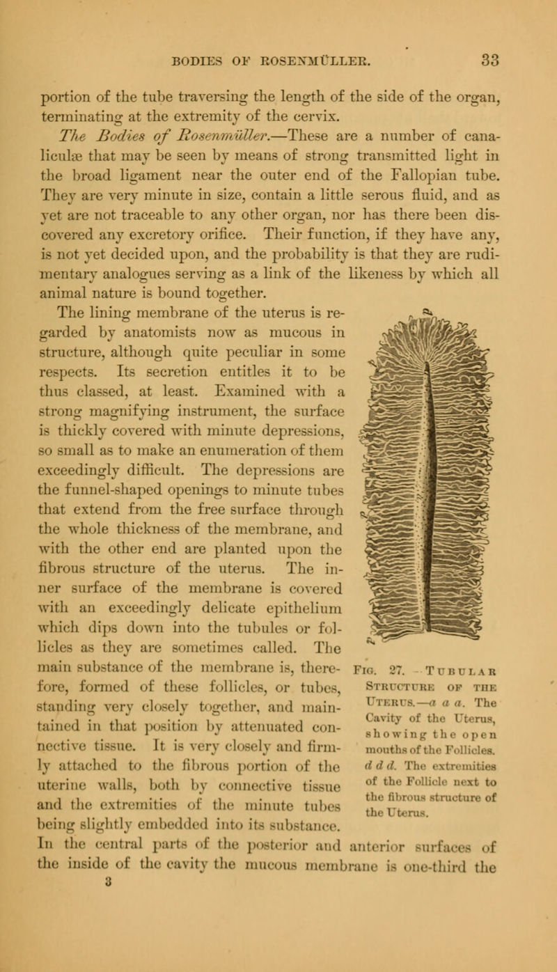 portion of the tube traversing the length of the side of the organ, terminating at the extremity of the cervix. The Bodies of Rosen/nvQUer.—These are a number of cana- licular that may be seen by means of strong transmitted light in the broad ligament near the outer end of the Fallopian tube. They are very minute in size, contain a little serous fluid, and as yet are not traceable to any other organ, nor has there been dis- covered any excretory orifice. Their function, if they have any. 18 not yet decided upon, and the probability is that they are rudi- mentary analogues serving as a link of the likeness by which all animal nature is bound together. The lining membrane of the uterus is re- garded by anatomists now as mucou- in structure, although quite peculiar in some respects. Its secretion entitles it to be thus classed, at least. Examined with a Btrong magnifying instrument, the surface is thickly covered with minute depressions, so small as to make an enumeration of them exceedingly difficult. The depressions are the funnel-shaped openings to minute tubes that extend from the free surface through the whole thickness of the membrane, and with the other end are planted upon the fibrous structure of the uterus. The in- ner surface of the membrane is covered with an exceedingly delicate epithelium which dips down into the tubules or fol- licles a- they are sometimes called. The main Bubstance of the membrane is, there- fore, formed <>i' these follicles, or tubes, Btanding very closely together, and main- tained in that position by attenuated con- nective tissue. It i- \cn closely and firm- ly attached to the fibrous portion of the uterine wall.-, both by connective tissue and the extremities of the minute tubes being Blightly embedded into In Bubstance, In the centra] parts of the posterior and anterior Burfao the inside of the cavity the mucous membrane Is one-third the 3 l'i< 87. '!' D BX3 I \ B BTBUOrUBH 01 llll. UTEBUa.—-<i a (i. The Cavity of t>. sh o w i ii g the op e n immthsof the F6U (I d d. The extrem of the Follio] th<- ftbcotii itraetu] th- I