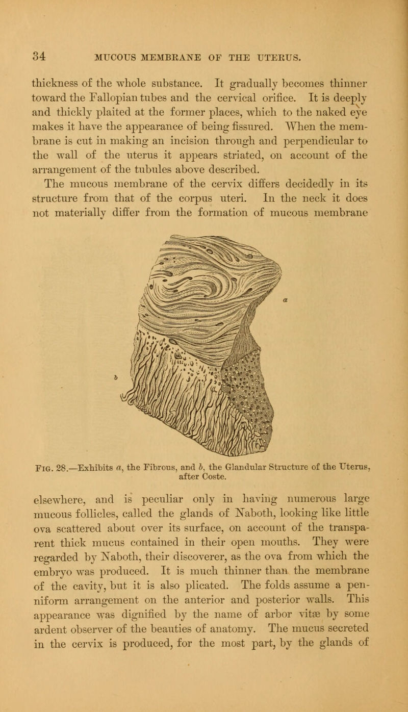 thickness of the whole substance. It gradually becomes thinner toward the Fallopian tubes and the cervical orifice. It is deeply and thickly plaited at the former places, which to the naked eye makes it have the appearance of being fissured. When the mem- brane is cut in making an incision through and perpendicular to the wall of the uterus it appears striated, on account of the arrangement of the tubules above described. The mucous membrane of the cervix differs decidedly in its structure from that of the corpus uteri. In the neck it does not materially differ from the formation of mucous membrane Fig.28. -Exhibits «, the Fibrous, and b, the Glandular Structure of the Uterus, after Coste. elsewhere, and is peculiar only in having numerous large mucous follicles, called the glands of Naboth, looking like little ova scattered about over its surface, on account of the transpa- rent thick mucus contained in their open mouths. They were regarded by Kaboth, their discoverer, as the ova from which the embryo was produced. It is much thinner than the membrane of the cavity, but it is also plicated. The folds assume a pen- niform arrangement on the anterior and posterior walls. This appearance was dignified by the name of arbor vitas by some ardent observer of the beauties of anatomy. The mucus secreted in the cervix is produced, for the most part, by the glands of