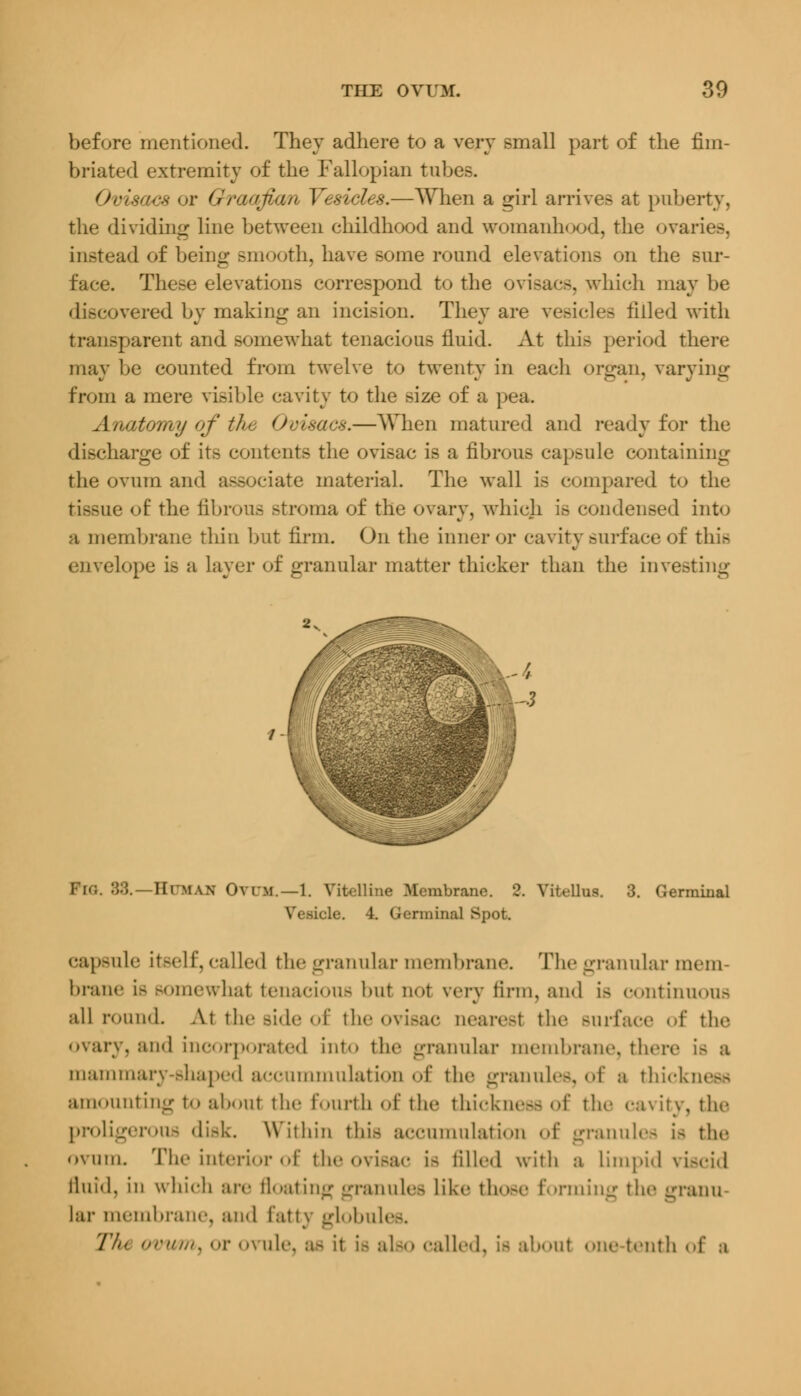 before mentioned. They adhere to a very small part of the fim- briated extremity of the Fallopian tubes. Ovisacs or Graafian Vesicles.—When a girl arrives at puberty, the dividing line between childhood and womanhood, the ovai instead of being smooth, have some round elevations on the sur- face. These elevations correspond to the ovisacs, which may be discovered by making an incision. They are vesicles tilled with transparent and somewhat tenacious fluid. At this period there may be counted from twelve to twenty in each organ, varying from a mere visible cavity to the size of a pea. Anatomy of tJu Ovisacs.—When matured and ready for the discharge of its contents the ovisac is a fibrous capsule containing the ovum and associate material. The wall is compared to the tissue of the fibrous Btroma of the ovary, which Is condensed into a membrane thin but firm. On the inner or cavity surface of this envelope is a layer of granular matter thicker than the investing 88.—Hi man OVUM.—1. Yit.-llhw .Membrane. 2. Vitellus. 3. Germinal Vesicle. 4. Germinal Spot. capsule itself, called the granular membrane. The granular mem- brane lb somewhat tenacious but uot very firm, and is continuous all round. At the side of the ovisac dearest the Burface of the ovary, and incorporated into the granular membrane, there mammary-shaped accummnlation of the granules, of a thickness amounting to about the fourth of the thickness of the cavity, the proligerous disk. Within this accumulation of granules is the ovum. The interior of the ovisac is filled with a Limpid viscid fluid, in which arc floating granules like those forming the granu- lar membrane, and fatty globules. V/n ovum, or ovule, as it is also called, is about one tenth of a