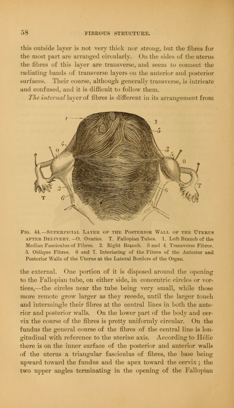 this outside layer is not very thick nor strong, but the fibres for the most part are arranged circularly. On the sides of the uterus the fibres of this layer are transverse, and seem to connect the radiating bands of transverse layers on the anterior and posterior surfaces. Their course, although generally transverse, is intricate and confused, and it is difficult to follow them. The i/ttc/'/ialliwevof fibres is different in its arrangement from Fig. 44.—Superficial Layer of the Posterior Wall of the Uteres after Delivery. —O. Ovaries. T. Fallopian Tubes. 1. Left Branch of the Median Fasciculus of Fibres. 2. Right Branch. 3 and 4. Transverse Fibres. 5. Oblique Fibres. 6 and 7. Interlacing of the Fibres of the Anterior and Posterior Walls of the Uterus at the Lateral Borders of the Organ. the external. One portion of it is disposed around the opening to the Fallopian tube, on either side, in concentric circles or vor- tices,—the circles near the tube being very small, while those more remote grow larger as they recede, until the larger touch and intermingle their fibres at the central lines in both the ante- rior and posterior walls. On the lower part of the body and cer- vix the course of the fibres is pretty uniformly circular. On the fundus the general course of the fibres of the central line is lon- gitudinal with reference to the uterine axis. According to Helie there is on the inner surface of the posterior and anterior walls of the uterus a triangular fasciculus of fibres, the base being upward toward the fundus and the apex toward the cervix ; the two upper angles terminating in the opening of the Fallopian