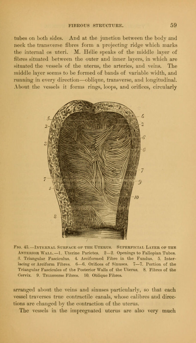 tubes on both sides. And at the junction between the body and neck the transverse fibres form a projecting ridge which marks the internal os uteri. M. Ilelie speaks of the middle layer of fibres situated between the outer and inner layers, in which are situated the vessels of the uterus, the arteries, and veins. The middle layer seems to be formed of bands of variable width, and running in every direction—oblique, transverse, and longitudinal. About the vessels it forms rings, loops, and orifices, circularly PlO. 4). Ivi l i:.\ \i. SURFA< I. OF THB UTEBUft BlJPBBFIl Ml L \YLR OF TIIE AHTBBIOB Wall.—1. Uterine Parietee. 2—2. Openings to Fallopian Tubes. ■>. Triangular Fasciculus. 4. Arciforraed Fibre iu tbe Fundus. 5. h lacing or Arciforni Fibn-s. <>—0. Orifices of Binusea 7—7. Portion of the Triangalai Fascicules of the Posterior Walls of the Uterus. 8. Fibres of the <Vrvi\ !» ! Fibn - 10. Oblique Pibn arranged abont the reins and sinuses particularly, bo thai each sel traverses true contractile canal.-, whose calibres and direc- tions arc changed by the contraction of the uterus. The vessels in the impregnated uterus arc also ?eiy much