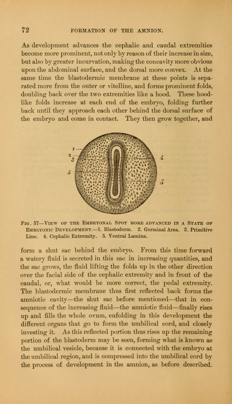 As development advances the cephalic and caudal extremities become more prominent, not only by reason of their increase in size, but also by greater incurvation, making the concavity more obvious upon the abdominal surface, and the dorsal more convex. At the same time the blastodermic membrane at these points is sepa- rated more from the outer or vitelline, and forms prominent folds, doubling back over the two extremities like a hood. These hood- like folds increase at each end of the embryo, folding further back until they approach each other behind the dorsal surface of the embryo and come in contact. They then grow together, and Yiq. 57—View op the Embryonal Spot more advanced in a State op Embryonic Development.—1. Blastoderm. 2. Germinal Area. 3. Primitive Line. 4. Cephalic Extremity. 5. Ventral Lamina. form a shut sac behind the embryo. From this time forward a watery fluid is secreted in this sac in increasing quantities, and the sac grows, the fluid lifting the folds up in the other direction over the facial side of the cephalic extremity and in front of the caudal, or, what would be more correct, the pedal extremity. The blastodermic membrane thus first reflected back forms the amniotic cavity—the shut sac before mentioned—that in con- sequence of the increasing fluid—the amniotic fluid—finally rises up and fills the whole ovum, enfolding in this development the different organs that go to form the umbilical cord, and closely investing it. As this reflected portion thus rises up the remaining portion of the blastoderm may be seen, forming what is known as the umbilical vesicle, because it is connected with the embryo at the umbilical region, and is compressed into the umbilical cord by the process of development in the amnion, as before described.