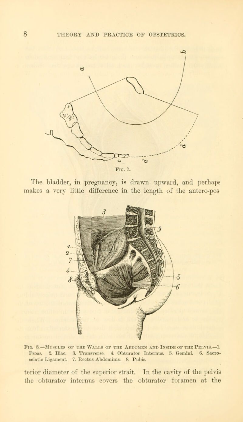 The bladder, in pregnancy, is drawn upward, and perhaps makes a very little difference in the length of the antero-pos- Pia 8.—Muscles of the Walls of the Abdomek lnd Inside of the Pelvis.—1. I' 2. Iliac '.'>. Transverse. 4. Obturator Interims. 6. Gemini ('». Sacro- sciatic Ligament* 7, Rectos Abdominis, 8. 1'uins. tenor diameter of the Buperior Btrait. Tn the cavity of the pelvis the obturator internus covers the obturator Foramen at the