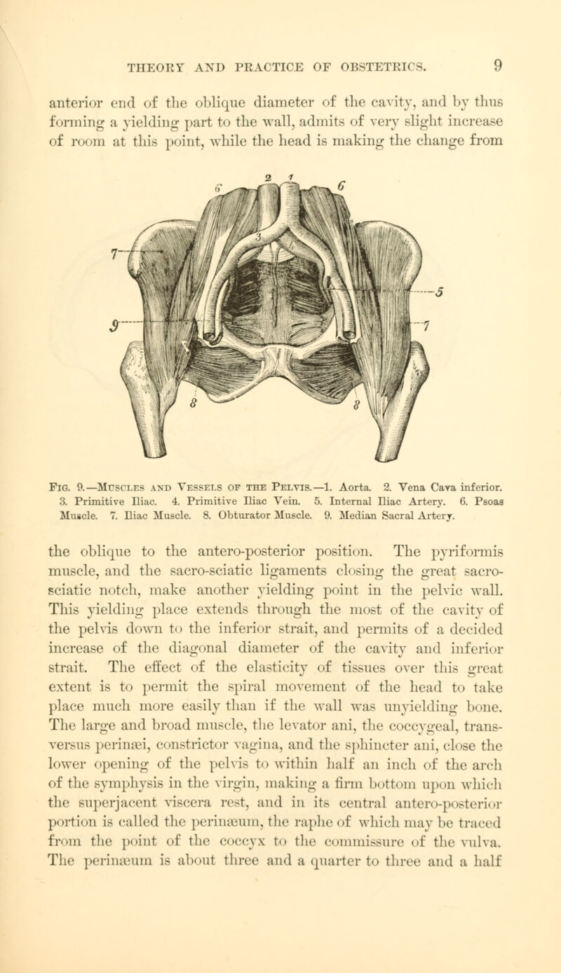 anterior end of the oblique diameter of the cavity, and by thus forming a yielding part to the wall, admits of vorv slight increase of room at this point, while the head is making the change from Fig. 9.—Muscles and Vessels of the Pelvis.—1. Aorta. 2. Vena Cava inferior. 3. Primitive Iliac. 4. Primitive Iliac Vein. 5. Internal Eiac Artery. 6. Psoas Muscle. 7. Iliac Muscle. 8. Obturator Muscle. 9. Median Sacral Artery. the oblique to the antero-posterior position. The pyriformis muscle, and the sacro-sciatic ligaments closing the great sacro- sciatic notch, make another yielding point in the pelvic wall. This yielding place extends through the most of the cavity of the pelvis down to the inferior strait, and permits of a decided increase of the diagonal diameter of the cavity and inferior strait. The effect of the elasticity of tissues over this great extent is to permit the spiral movement of the head to take place much more easily than if the wall was unyielding bone. The large and broad muscle, the levator ani, the coccygeal, trans- versns perinsei, constrictor vagina, and the sphincter ani, close the lower opening of the pelvis to within half an inch of the arch of the symphysis in the virgin, making a firm bottom upon which the superjacent viscera rest, and in its central antero-posterior portion is called the perinseunij the raphe of which may be traced from the point of the coccyx to the commissure of the vulva. The perinSBUm is about three and a quarter to three and a half