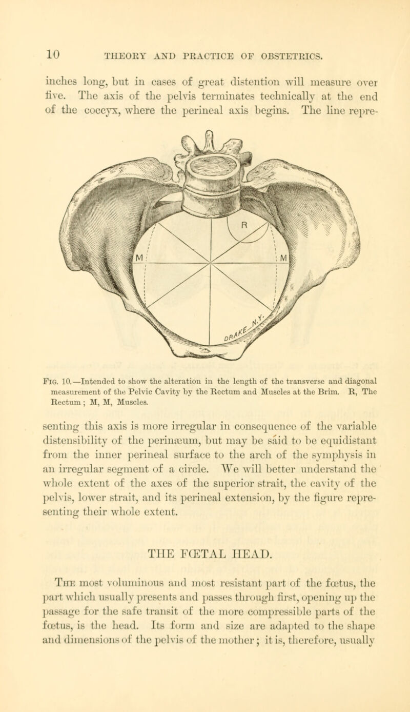 inches long, but in cases of great distention will measure over five. The axis of the pelvis terminates technically at the end of the COCCYX, where the perineal axis begins. The line repre- Fig. 10.—Intended to show the alteration in the length of the transverse and diagonal measurement of the Pelvic Cavity by the Rectum and Muscles at the Brim. R, The Rectum ; M, M, Muscles. senting this axis is more irregular in consequence of the variable distensibility of the perinseum, but may be said to be equidistant from the inner perineal surface to the arch of the symphysis in an Irregular segment of a circle. We will better understand the whole extent of the axes of the superior strait, the cavity of the pelvis, lower strait, and its perineal extension, by the figure repre- senting their whole extent. THE FGETAI IIKAI). The most voluminous and most resistant part of the foetus, the part which usually presents and passes through first, opening up the _■'■ Eor the Bafe transit of the more compressible parts of the i'<etu>, LB the head. \\> form and size are adapted to the shape and dimensions of the pelvis of the mother; it is, therefore, usually