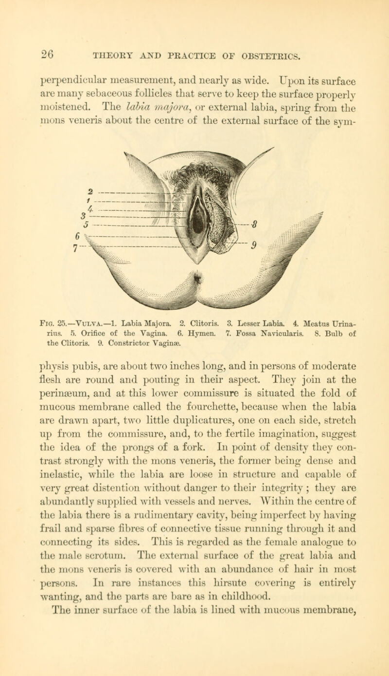 perpendicular measurement, and nearly as wide. Upon its surface are many sebace< >us follicles that serve to keep the surface properly moistened. The labia majora, or external labia, spring from the nions veneris about the centre of the external surface of the sym- Fig. 25.—Vulva.—1. Labia Majora. 2. Clitoris. 3. Lesser Labia. 4. Meatus Urina- rius. 5. Orifice of the Vagina. 6. Hymen. 7. Fossa Navicularis. 8. Bulb of the Clitoris. 9. Constrictor Vaginae. physis pubis, are about two inches long, and in persons of moderate flesh are round and pouting in their aspect. They join at the perina3um, and at this lower commissure is situated the fold of mucous membrane called the fourchette, because when the labia are drawn apart, two little duplicatures, one on each side, stretch up from the commissure, and, to the fertile imagination, suggest the idea of the prongs of a fork. In point of density they con- trast strongly with the mons veneris, the former being dense and inelastic, while the labia are loose in structure and capable of very great distention without danger to their integrity; they are abundantly supplied with vessels and nerves. Within the centre of the hibi;i there is a rudimentary cavity, being imperfect by having frail and sparse fibres of connective tissue running through it and connecting its sides. This is regarded as the female analogue to the male Scrotum. The external BUrface of the great labia and the mons veneris is covered with an abundance of hair in most persons, in rare instances this hirsute covering is entirely wanting, and the parts are bare as in childhood. The inner BUrface of the labia is lined with mucous membrane,