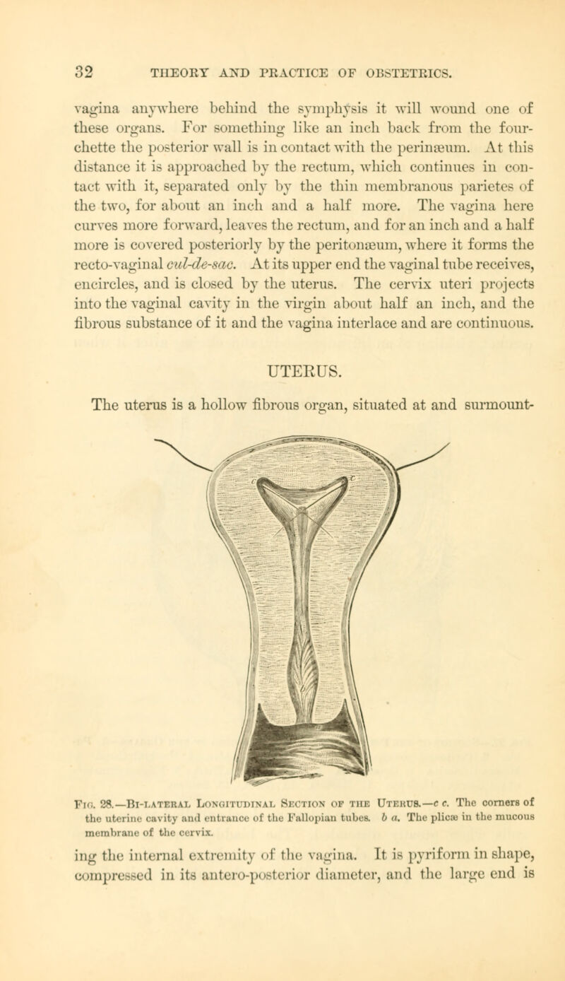 vagina anywhere behind the symphysis it will wound one of these organs. For something like an inch back from the four- chette the posterior wall is in contact with the perinseum. At this distance it is approached by the rectum, which continues in con- tact with it, separated only by the thin membranous parietes of the two, for about an inch and a half more. The vagina here curves more forward, leaves the rectum, and for an inch and a half more is covered posteriorly by the peritonaeum, where it forms the recto-vaginal cul-de-sac. At its upper end the vaginal tube receives, encircles, and is closed by the uterus. The cervix uteri projects into the vaginal cavity in the virgin about half an inch, and the fibrous substance of it and the vagina interlace and are continuous. UTEKUS. The uterus is a hollow fibrous organ, situated at and surmount- PlO, 2S.— Bl-I.ATEIUL EiOHGITUDINlX SbOTXOS Of THE UtehUS.— c c. The corners of the uterine cavity and entranoe of the Fallopian tubes, b a. The plion iu the mucous membrane of the cervix. ing the interna] extremity of the vagina. It is pyriform in shape, compressed in its antero-posterior diameter, and the large end is