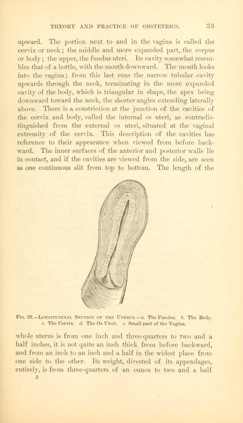 upward. The portion next to and in the vagina is called the cervix or neck; the middle and more expanded part, the corpus or body; the upper, the fundus nteri. Ets cavity somewhat resem- bles that of a bottle, with the mouth downward. The mouth looks into the vagina; from this last runs the narrow tubular cavity upwards through the neck, terminating in the more expanded cavity of* the body, which is triangular in shape, the apex being downward toward the neck, the Bhorter angles extending laterally above. There is a constriction at the junction of the cavities of the cervix and body, called the internal os uteri, as contradis- tinguished from the external os uteri, situated at the vaginal extremity of the cervix. This description of the cavities has reference to their appearance when viewed from before back- ward. The inner surfaces of the anterior and posterior walls lie in contact, and if the cavities are viewed from the side, are seen as one continuous slit from top to bottom. The length of the j W i i Fig. 29.—Loncttidtxal Section of the Uterus.—a. The Fundus, b. The Body. c. The Cervix, d. The Os Uteri e. Small part of the Vagina. whole uterus is from one inch and three-quarters to two and a half inches, it is not quite an inch thick from before backward, and from an inch to an inch and a half in the widest place from one side to the other, [ts weight, divested of its appendages, entirely, is from three-quarters of an ounce to two and a half ;;