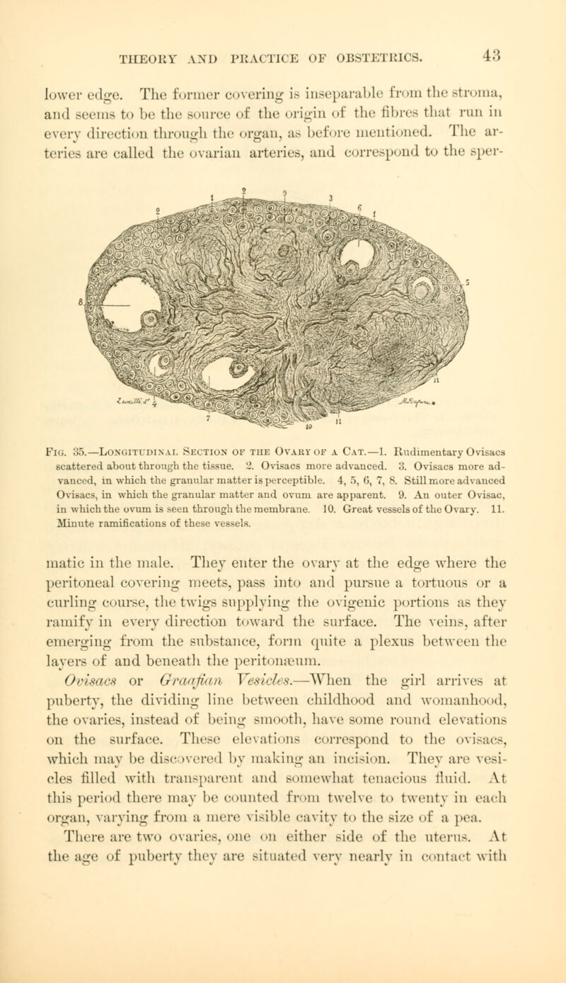 lower edge. The former covering is inseparable from the stroma, and seems to be the source of the origin of the fibres that run in every direction through the organ, as before mentioned. The ar- teries are ealled the ovarian arteries, and correspond to the sper- i .-^i»-=. y-^.4 Pig. 35.—Longitudinal Section of tiie Ovary of a Cat.—1. Rudimentary Ovisacs scattered about through the tissue. 2. Ovisacs more advanced. 3. Ovisacs more ad- vanced, in which the granular matter is perceptible. 4, 5, 0, 7, 8. Still more advanced Ovisacs, in which the granular matter and ovum are apparent. 9. An outer Ovisac, in which the ovum is seen through the membrane. 10. Great vessels of the Ovary. 11. Minute ramifications of these vessels. matie in the male. They enter the ovary at the edge where the peritoneal covering meets, pass into and pursue a tortnons or a curling course, the twigs supplying the ovigenic portions as they ramify in every direction toward the surface. The veins, after emerging from the substance, form cpiite a plexus between the layers of and beneath the peritonaeum. Ovisacs or Graafian Vesicles.—When the girl arrives at puberty, the dividing line between childhood and womanhood, the ovaries, instead of being smooth, have some round elevations on the surface. These elevations correspond to the ovisacs, which may be discovered by making an incision. They are vesi- cles filled with transparent and somewhat tenacious fluid. At this period there may be counted from twelve to twenty in each organ, varying from a mere visible cavity to the size of a pea. There are two ovaries, one on either Bide of the uterus. At the age of puberty they are Bituated very nearly in contact with