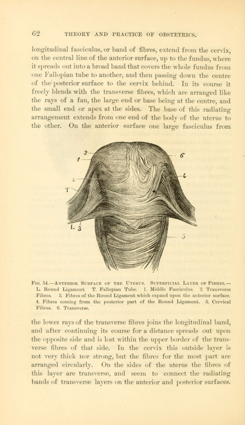 longitudinal fasciculus, or band of fibres, extend from the cervix, on the central line of the anterior surface, up to the fundus, where ii Bpreads out into a broad band that covers the whole fundus from one Fallopian tube to another, and then passing down the centre of the posterior surface to the cervix behind. In its course it freely blends with the transverse fibres, which are arranged like the rays of a fan, the large end or base being at the centre, and the small end or apex at the sides. The base of this radiating arrangement extends from one end of the body of the uterus to the other. On the anterior surface one large fasciculus from Fig. •>!.—Antekior Suufack of the Uterus. Superficial Later of Fibres.— L. Round Ligament. T. Fallopian Tube. 1. Middle Fasciculus. J. Transverse Fibres 3. Fibres of the Round Ligament which expand upon the anterior surface, 4. Fibres coming from the posterior part of the Round Ligament. 5. Cervical Fibres. 0. Transverse. the lowei raysof the transverse fibres joins the Longitudinal band, and after continuing its course for a distance spreads out upon the opposite Bide and is Lost within the apper border of the trans- verse fibres of that side. In the cervix this outside Layer is not \or\ thick Dor strong, hut the fibres Eor the most part are arranged circularly. On the sides of the uterus the fibres of this Layer are transverse, and seem to connect the radiating bands of transverse Layers <>n the anterior and posterior surfaces.