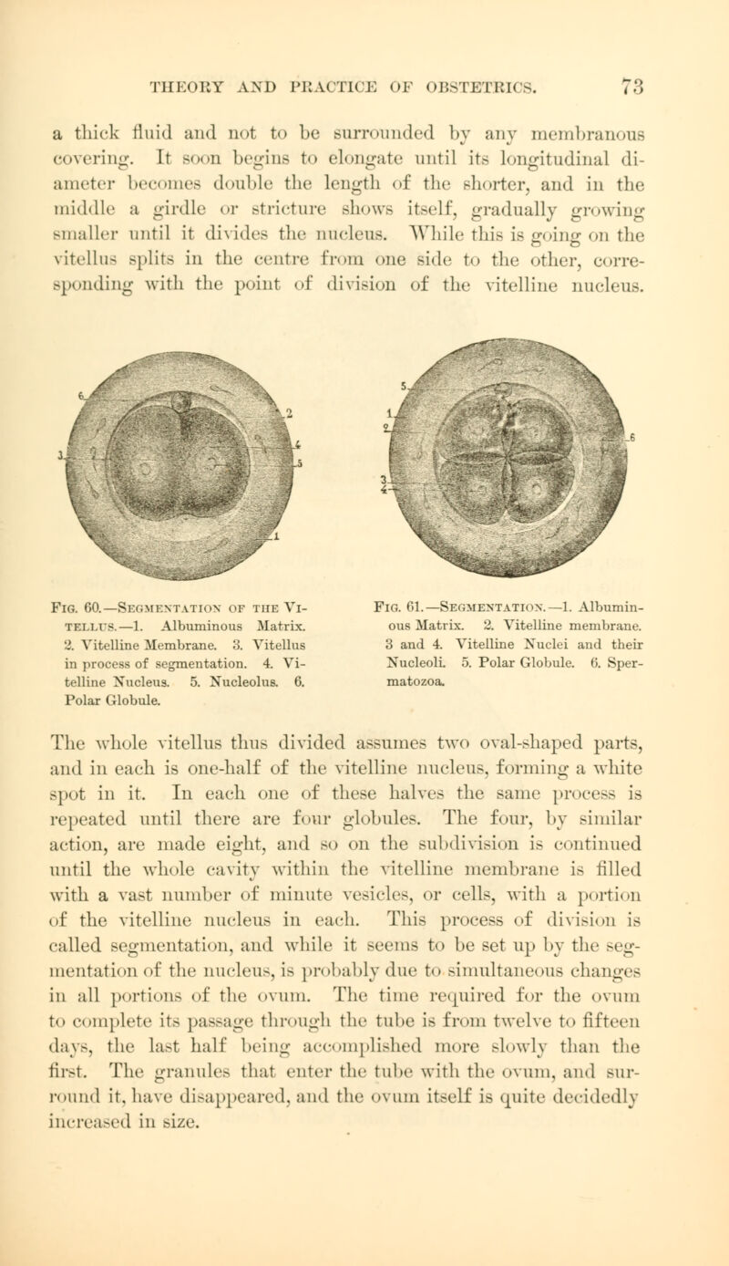 a thick fluid and not to be surrounded by any membranous covering. It so<>n begins to elongate until its longitudinal di- ameter becomes double the length of the shorter, and in the middle a girdle or stricture shows itself, gradually growing smaller until it divides the nucleus. While this is going on the vitellus Bplits in the centre from lie side to the other, corre- sponding with the point of division of the vitelline nucleus. H Fig. 60.—Segmentation of the VI- TELLUS.—1. Albuminous Matrix. 2. Vitelline Membrane. 3. Vitellus in process of segmentation. 4. Vi- telline Nucleus. 5. Nucleolus. 6. Polar Globule. Fig. 61.—Segmentation.—1. Albumin- ous Matrix. 2. Vitelline membrane. 3 and 4. Vitelline Nuclei and their Nucleoli 5. Polar Globule. 6. Sper- matozoa. The whole vitellus thus divided assumes two oval-shaped parts, and in each is one-half of the vitelline nucleus, forming a white spot in it. In each one of these halves the same process is repeated until there are four globules. The four, by similar action, are made eight, and so on the subdivision is continued until the whole cavity within the vitelline membrane is filled with a vast number of minute vesicles, or cells, with a portion of the vitelline nucleus in each. This process of division is called segmentation, and while it seems to be set up by the seg- mentation of the Quclens, is probably due to simultaneous changes in all portions of the ovum. The time required for the ovum to complete its passage through the tube is from twelve to fifteen days, the Last half being accomplished more slowly than the first. The granules that enter the tube with the ovum, and sur- round it, have disappeared, and the ovum itself is quite decidedly increased in size.