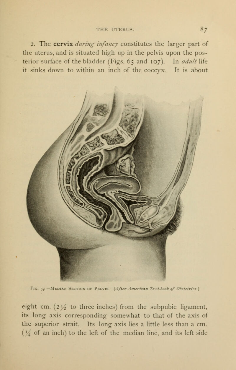 2. The cervix during infancy constitutes the larger part of the uterus, and is situated high up in the pelvis upon the pos- terior surface of the bladder (Figs. 65 and 107). In adult life it sinks down to within an inch of the coccyx. It is about Fig. 59 —Median Section of Pelvis. {After American Te.tt-book of Obstetrics) eight cm. {2]/2 to three inches) from the subpubic ligament, its long axis corresponding somewhat to that of the axis of the superior strait. Its long axis lies a little less than a cm. (^ of an inch) to the left of the median line, and its left side