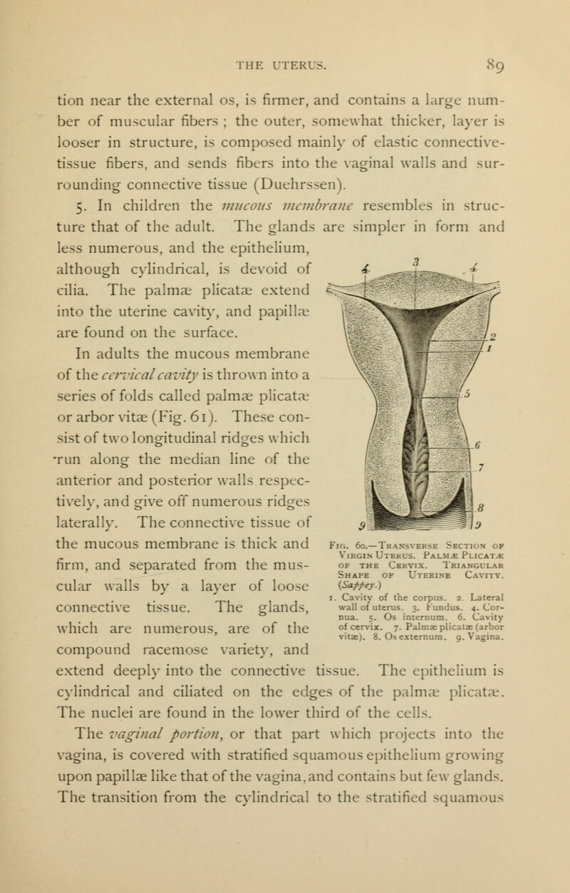 tion near the external os, is firmer, and contains a large num- ber of muscular fibers ; the outer, somewhat thicker, layer is looser in structure, is composed mainly of elastic connective- tissue fibers, and sends fibers into the vaginal walls and sur- rounding connective tissue (Duehrssen). 5. In children the mucous membrane resembles in struc- ture that of the adult. The glands are simpler in form and less numerous, and the epithelium, although cylindrical, is devoid of cilia. The palmae plicatae extend into the uterine cavity, and papillae are found on the surface. In adults the mucous membrane of the cervical cavity is thrown into a series of folds called palmae plicatae or arbor vitae (Fig. 61). These con- sist of two longitudinal ridges which -run along the median line of the anterior and posterior walls respec- tively, and give off numerous ridges laterally. The connective tissue of the mucous membrane is thick and firm, and separated from the mus- cular walls by a layer of loose connective tissue. The glands, which are numerous, are of the compound racemose variety, and extend deeply into the connective tissue. The epithelium is cylindrical and ciliated on the edges of the palmae plicatae. The nuclei are found in the lower third of the cells. The vaginal portion, or that part which projects into the vagina, is covered with stratified squamous epithelium growing upon papillae like that of the vagina, and contains but few glands. The transition from the cylindrical to the stratified squamous Fig. 60.— Transverse Secti Virgin Uterus. Pauls Plicat.-e of the Cervix. Triangular Shape of Uterine Cavity. {Sappey.) 1. Cavity of the corpus. 2 Lateral wall of uterus. 3. Fundus. 4. Cor- nua. 5. Os internum. 6. Cavity of cervix. 7. Palmae plicatae (arbor vitae). 8. Os externum. 9. Vagina.