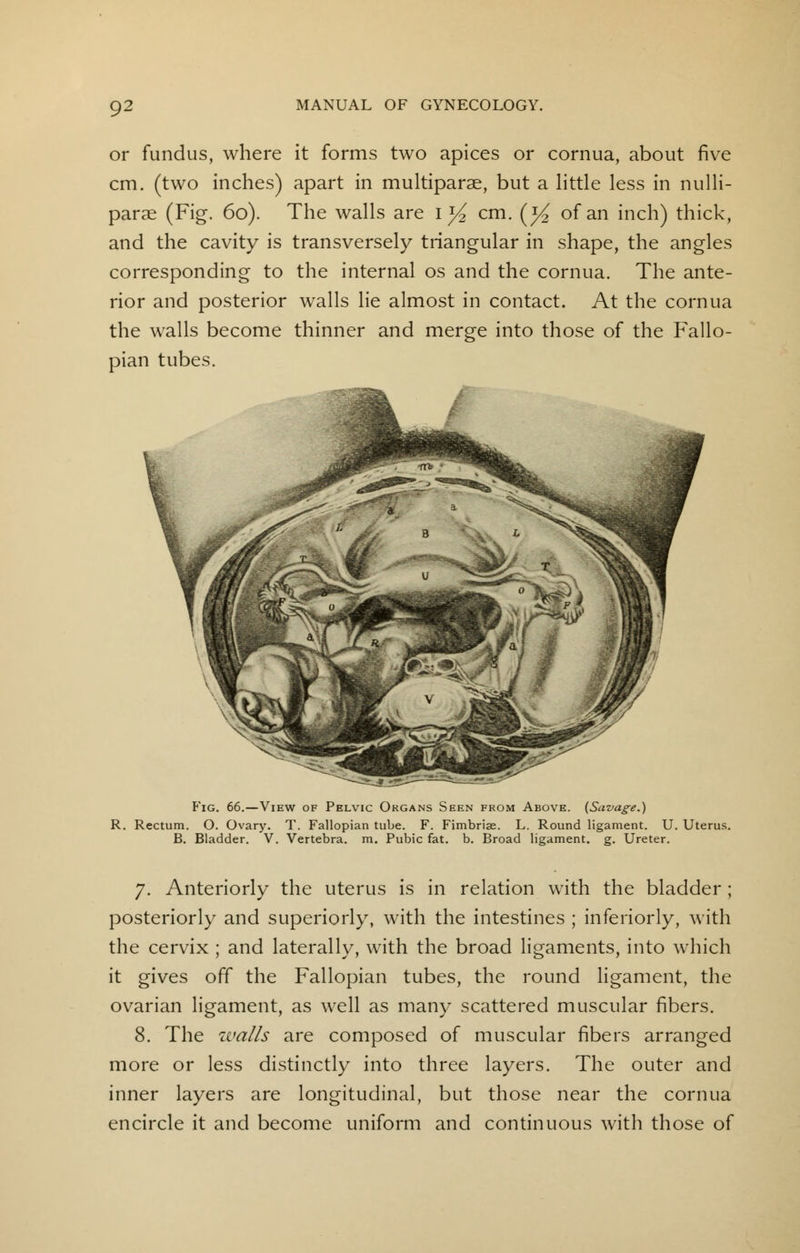 or fundus, where it forms two apices or cornua, about five cm. (two inches) apart in multiparas, but a little less in nulli- parae (Fig. 60). The walls are 1 J^ cm. (y2 of an inch) thick, and the cavity is transversely triangular in shape, the angles corresponding to the internal os and the cornua. The ante- rior and posterior walls lie almost in contact. At the cornua the walls become thinner and merge into those of the Fallo- pian tubes. Fig. 66.—View of Pelvic Organs Seen from Above. (Savage.) R. Rectum. O. Ovary. T. Fallopian tube. F. Fimbriae. L. Round ligament. U. Uterus. B. Bladder. V. Vertebra, m. Pubic fat. b. Broad ligament, g. Ureter. 7. Anteriorly the uterus is in relation with the bladder ; posteriorly and superiorly, with the intestines ; inferiorly, with the cervix ; and laterally, with the broad ligaments, into which it gives off the Fallopian tubes, the round ligament, the ovarian ligament, as well as many scattered muscular fibers. 8. The walls are composed of muscular fibers arranged more or less distinctly into three layers. The outer and inner layers are longitudinal, but those near the cornua encircle it and become uniform and continuous with those of